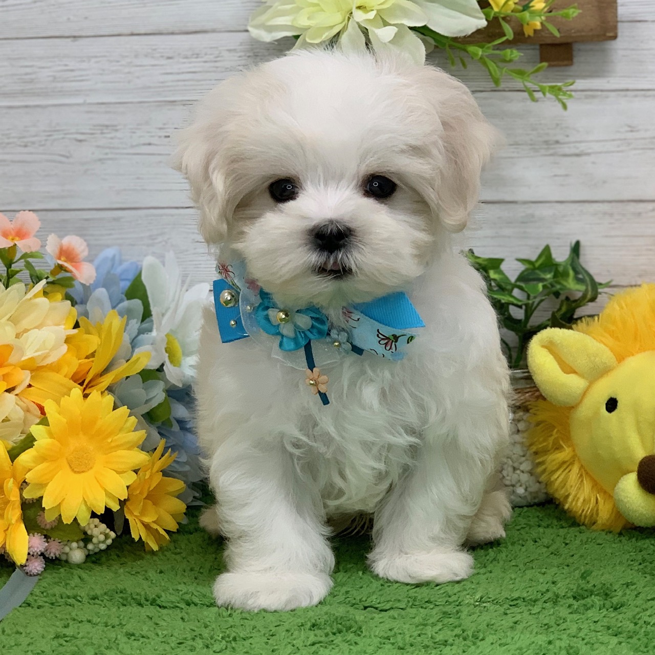 兵庫県のマルチーズ (ペッツワン神戸ひよどり台店/2026年2月11日生まれ/男の子/ホワイト)の子犬の1枚目の画像