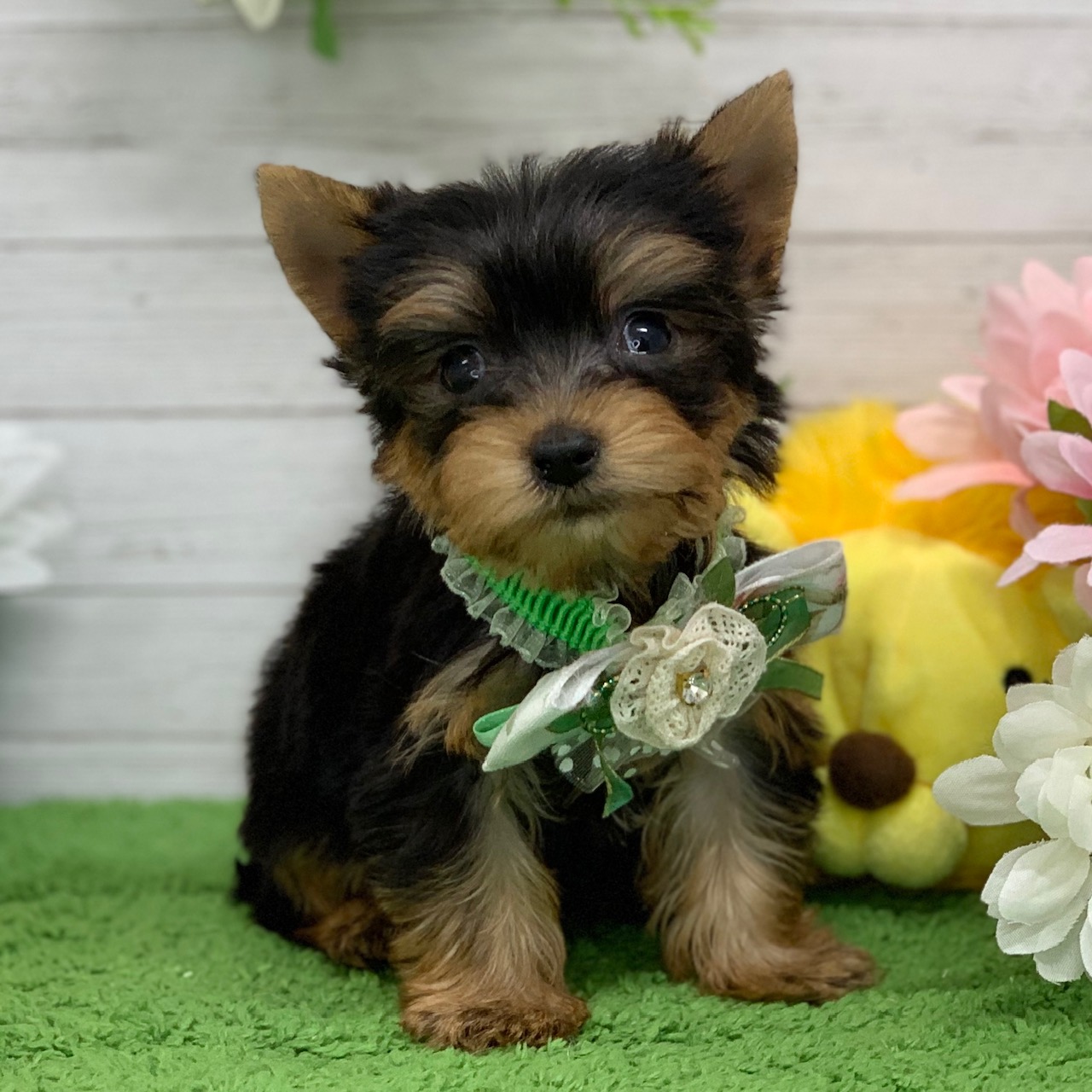 兵庫県のヨークシャーテリア (ペッツワン神戸ひよどり台店/2026年2月19日生まれ/男の子/スチールブルータン)の子犬