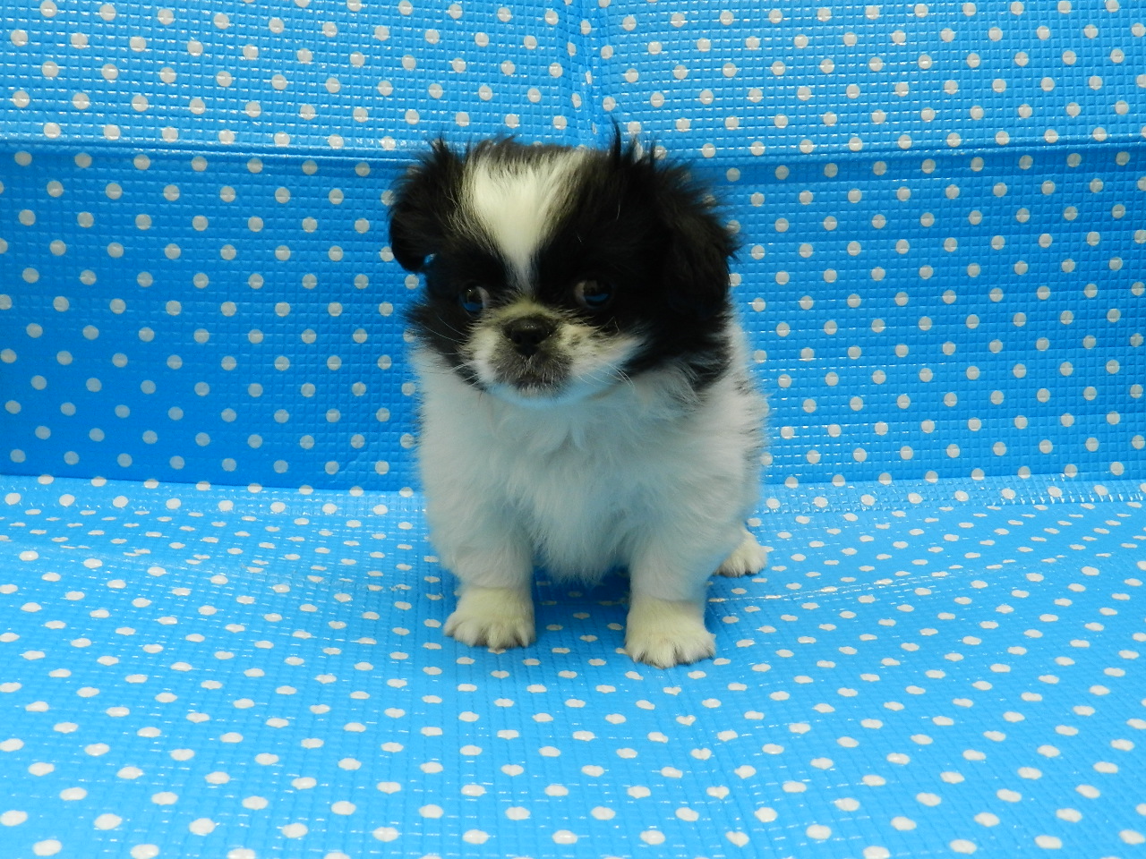 静岡県のハーフ犬・ミックス犬 (ペッツワン御殿場店/2026年2月23日生まれ/男の子/パーティーカラー)の子犬