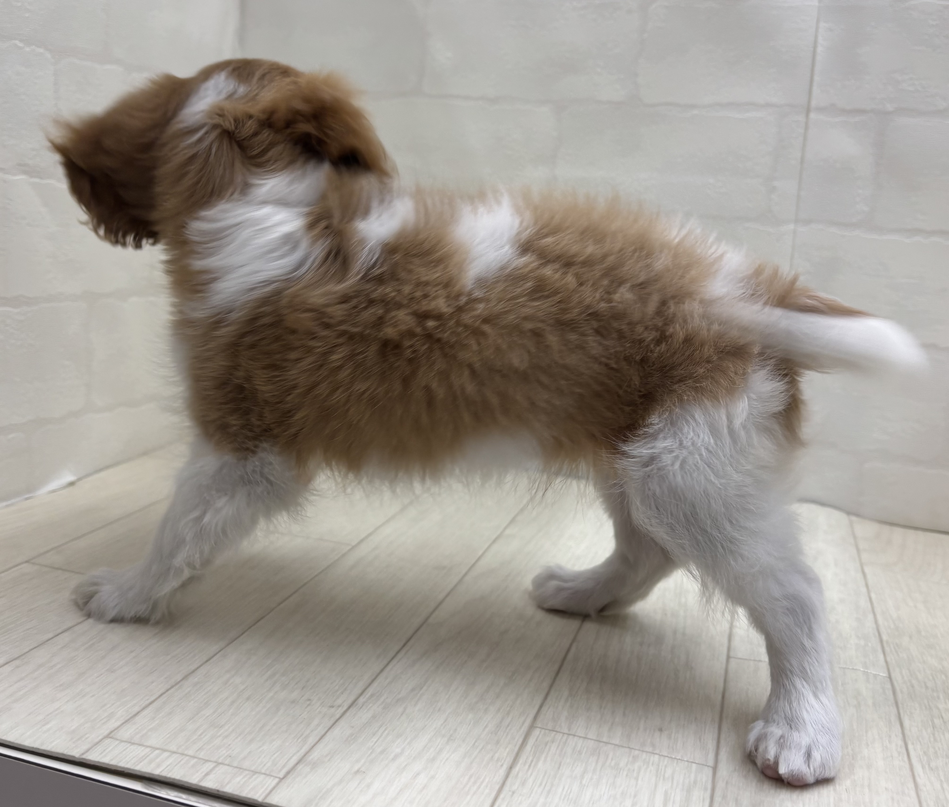 埼玉県のキャバリアキングチャールズスパニエル (ペッツワン大利根店/2026年1月30日生まれ/女の子/ブレンハイム)の子犬の3枚目の画像