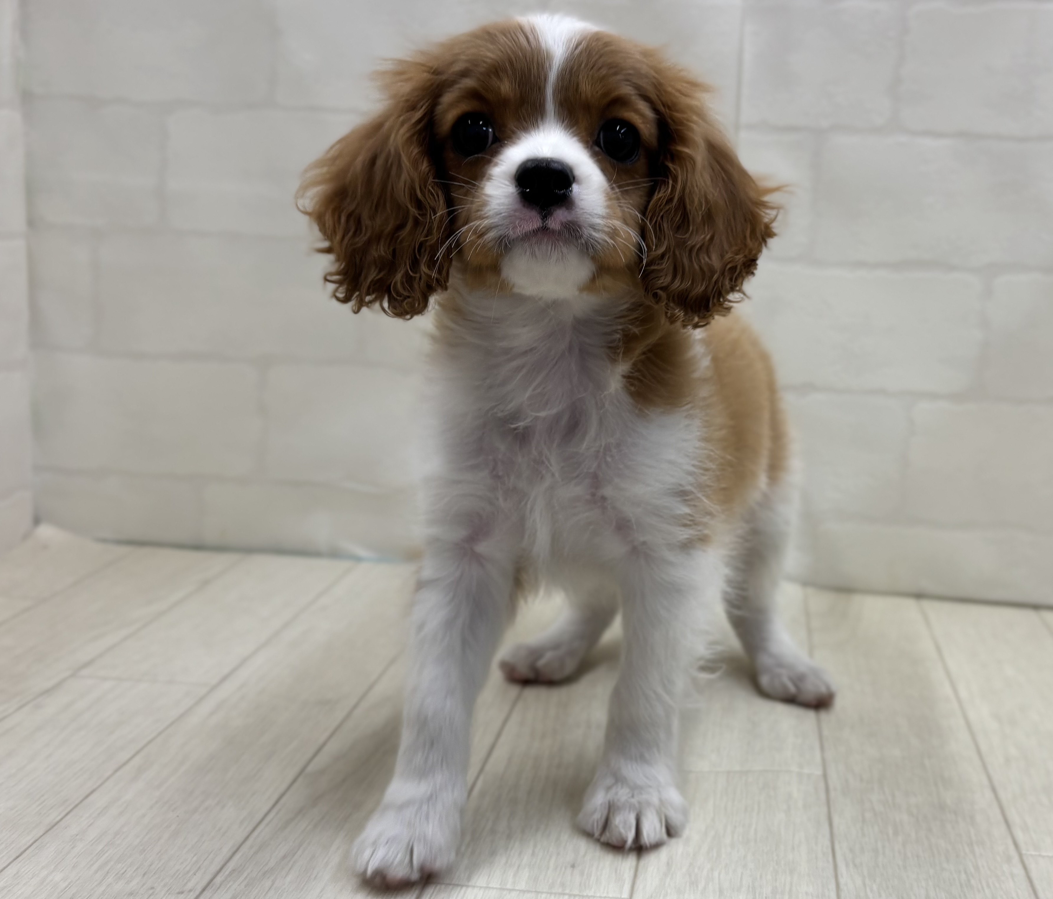 埼玉県のキャバリアキングチャールズスパニエル (ペッツワン大利根店/2026年1月30日生まれ/女の子/ブレンハイム)の子犬の2枚目の画像