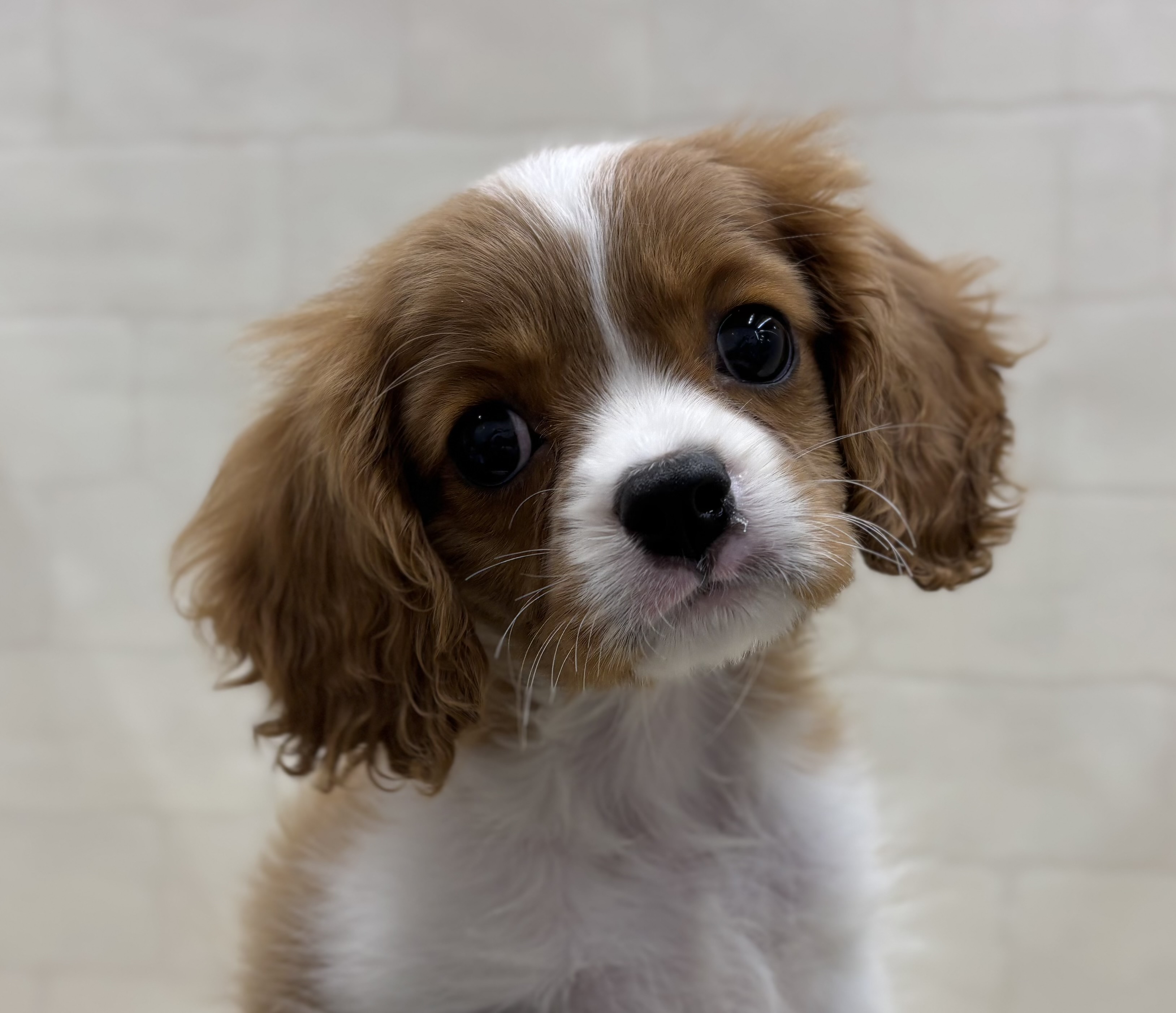 埼玉県のキャバリアキングチャールズスパニエル (ペッツワン大利根店/2026年1月30日生まれ/女の子/ブレンハイム)の子犬の1枚目の画像