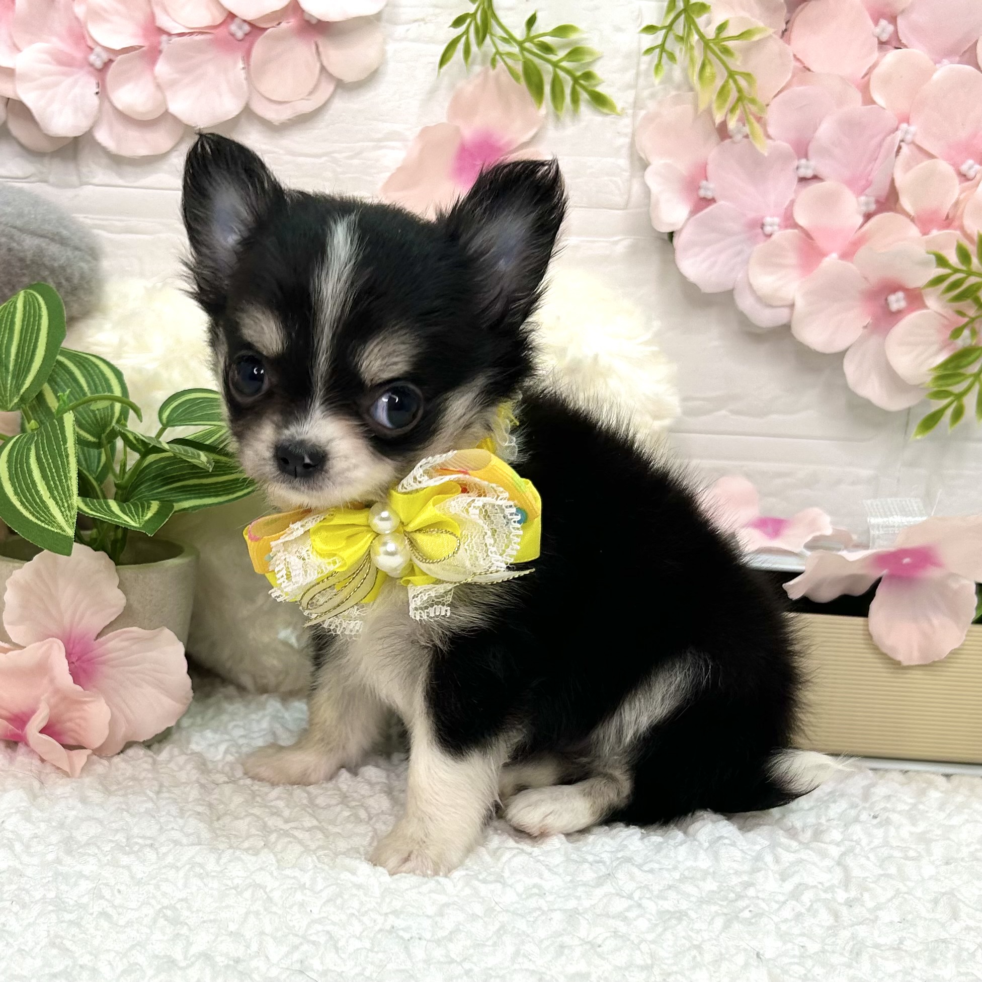 大阪府のチワワ(ロング) (ペッツワン東大阪店/2026年2月24日生まれ/女の子/ブラックタンホワイト)の子犬