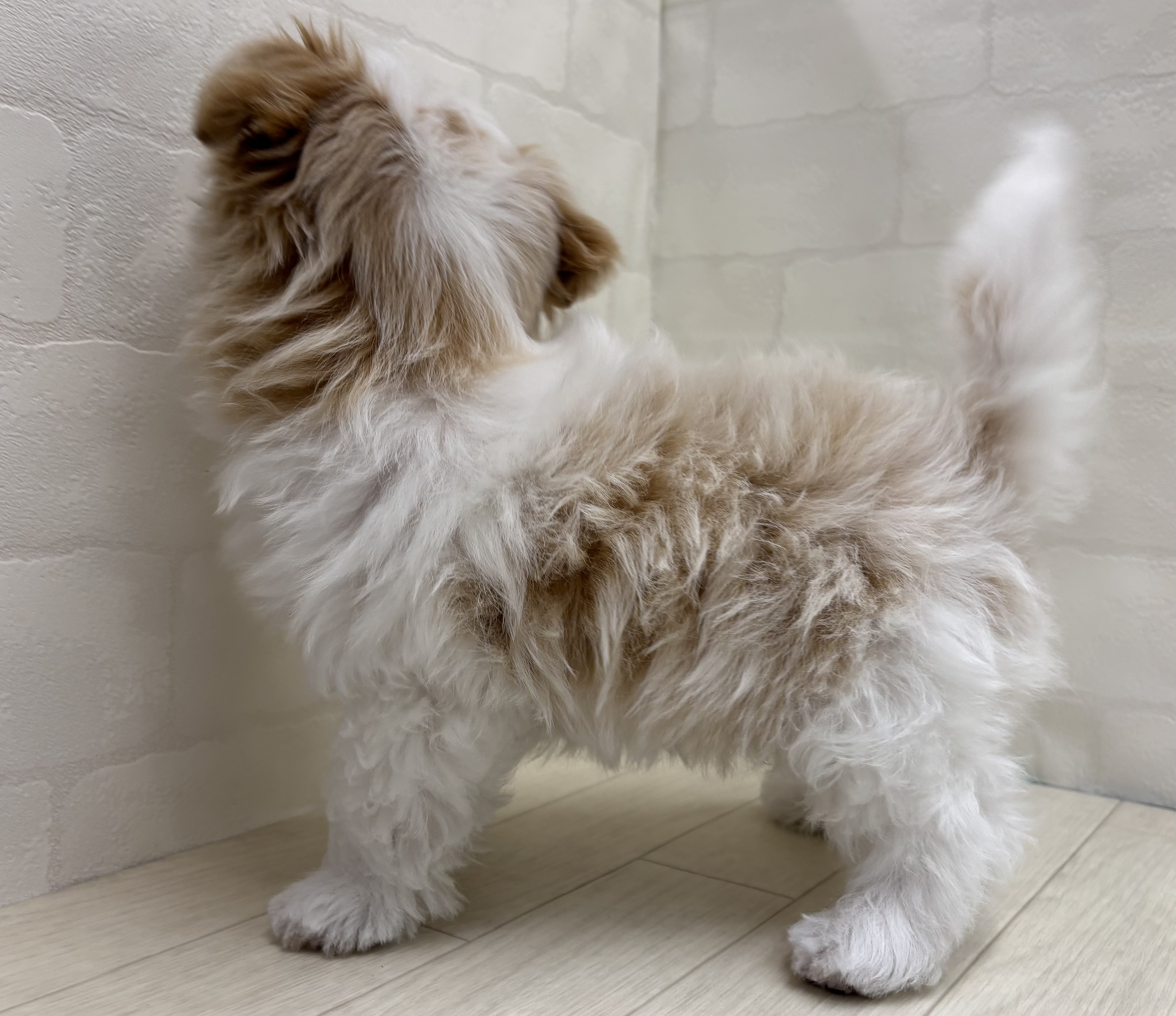 埼玉県のハーフ犬・ミックス犬 (ペッツワン大利根店/2026年1月24日生まれ/男の子/ホワイトクリーム)の子犬の3枚目の画像