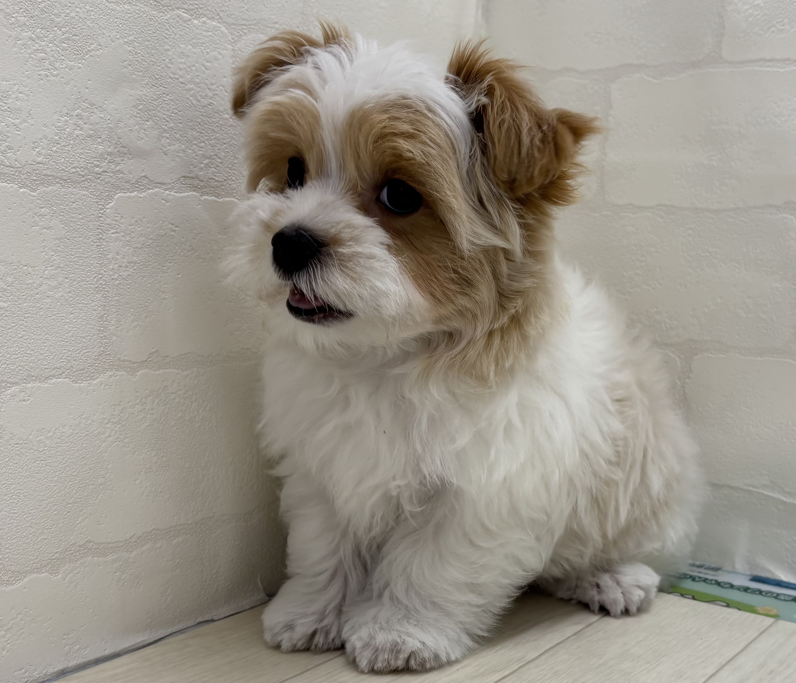 埼玉県のハーフ犬・ミックス犬 (ペッツワン大利根店/2026年1月24日生まれ/男の子/ホワイトクリーム)の子犬の2枚目の画像