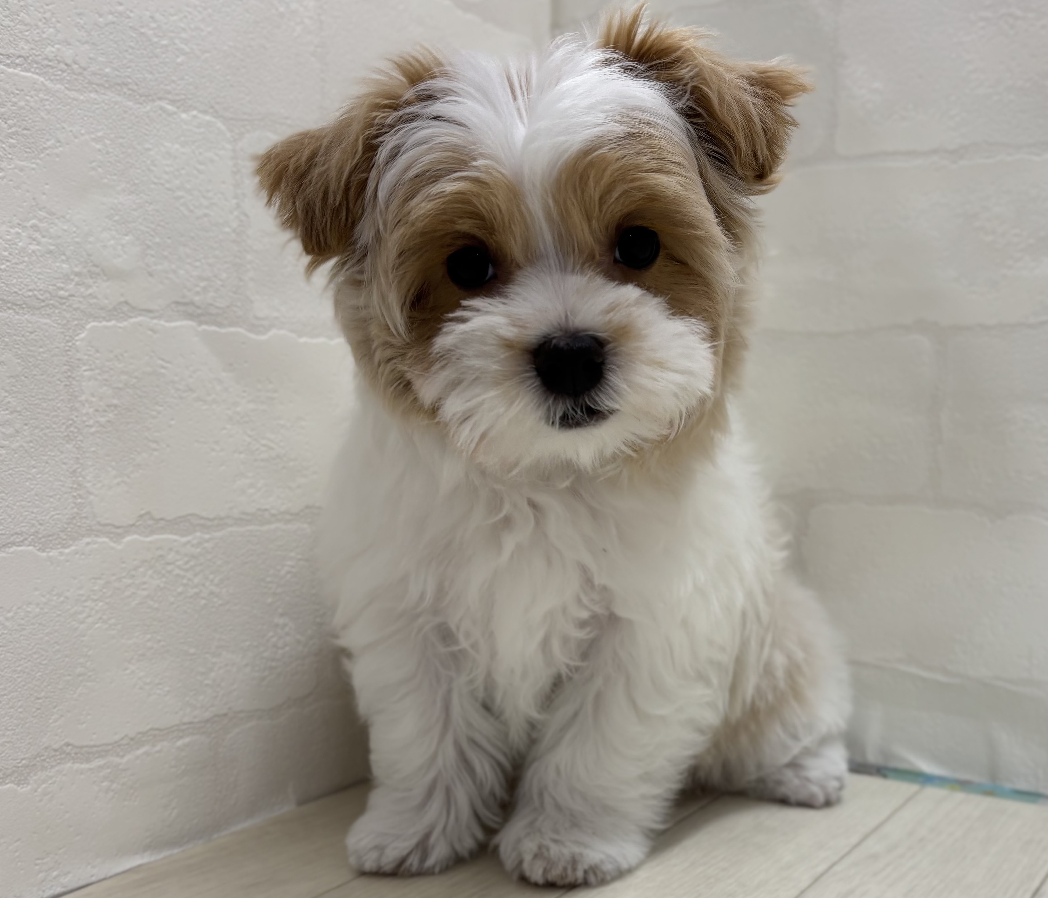 埼玉県のハーフ犬・ミックス犬 (ペッツワン大利根店/2026年1月24日生まれ/男の子/ホワイトクリーム)の子犬の1枚目の画像