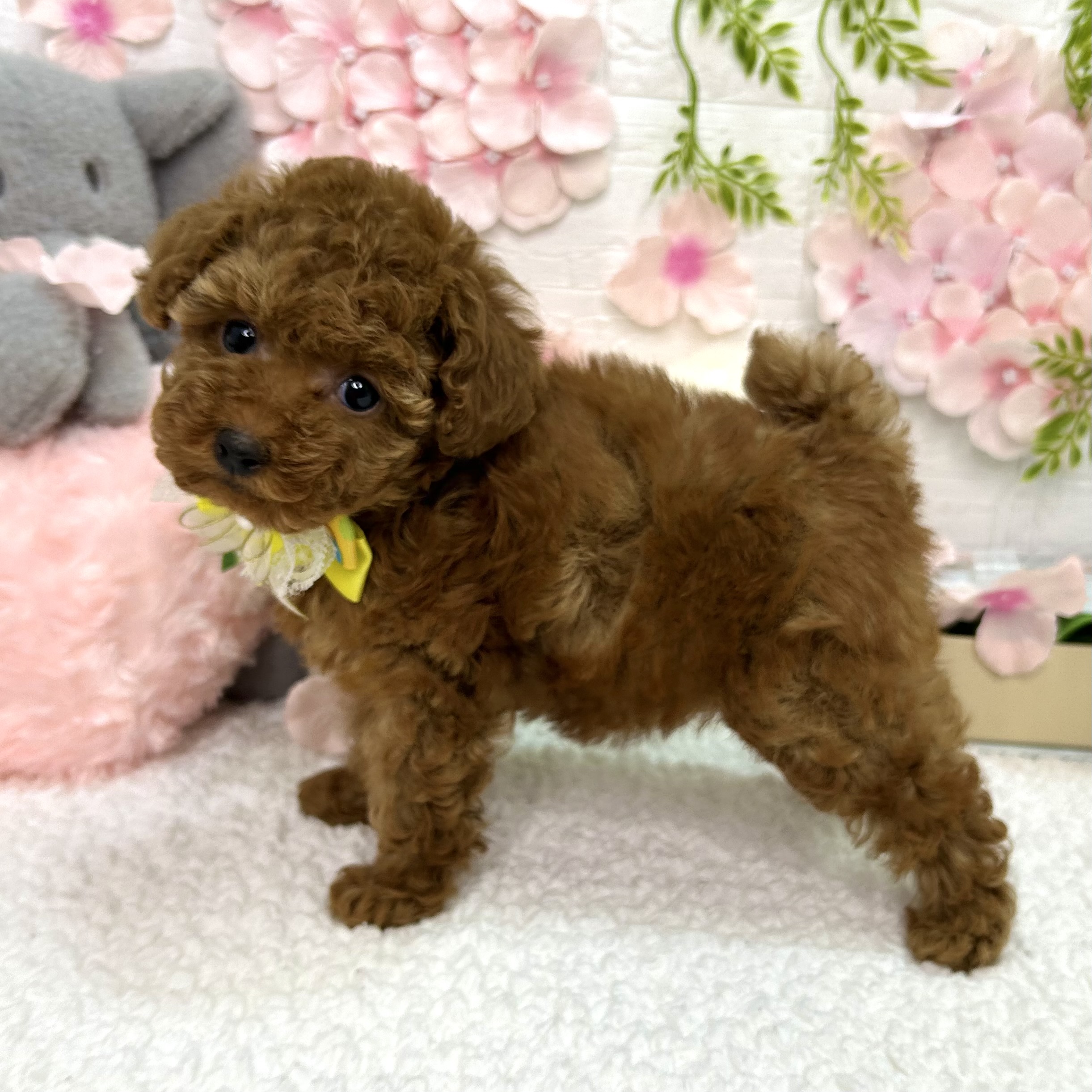 大阪府のトイプードル(トイ) (ペッツワン東大阪店/2026年2月24日生まれ/女の子/レッドフォーン)の子犬