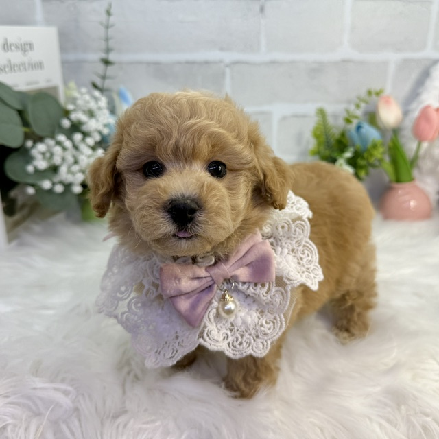 大阪府のトイプードル(トイ) (ペッツワン高槻店/2026年1月17日生まれ/女の子/オレンジフォーン)の子犬の3枚目の画像