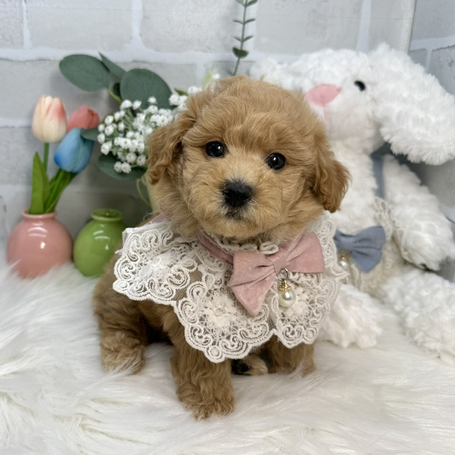 大阪府のトイプードル(トイ) (ペッツワン高槻店/2026年1月17日生まれ/女の子/オレンジフォーン)の子犬の2枚目の画像