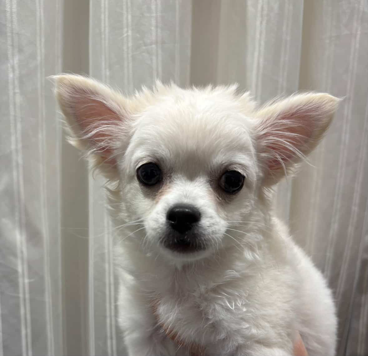 宮城県のチワワ(ロング) (ペッツワン古川店/2025年11月6日生まれ/男の子/ホワイトクリーム)の子犬の1枚目の画像