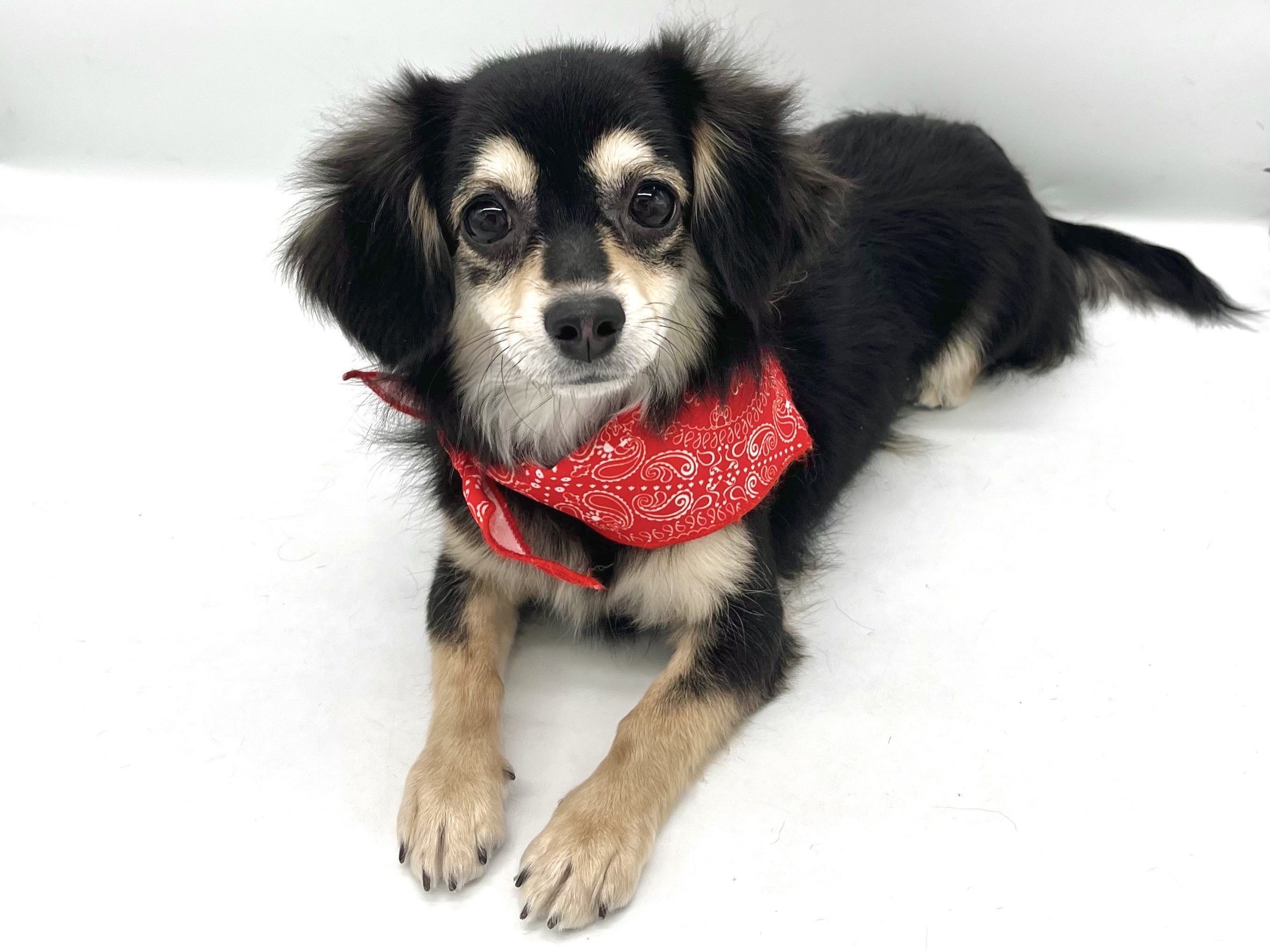 埼玉県のハーフ犬・ミックス犬 (ペッツワンなめがわモール店/2025年8月19日生まれ/女の子/ブラックタン)の子犬