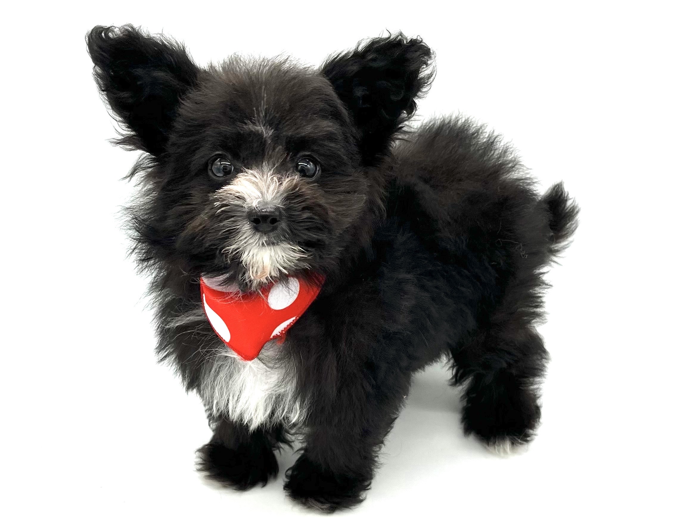 埼玉県のハーフ犬・ミックス犬 (ペッツワンなめがわモール店/2026年2月21日生まれ/女の子/ブラックホワイト)の子犬