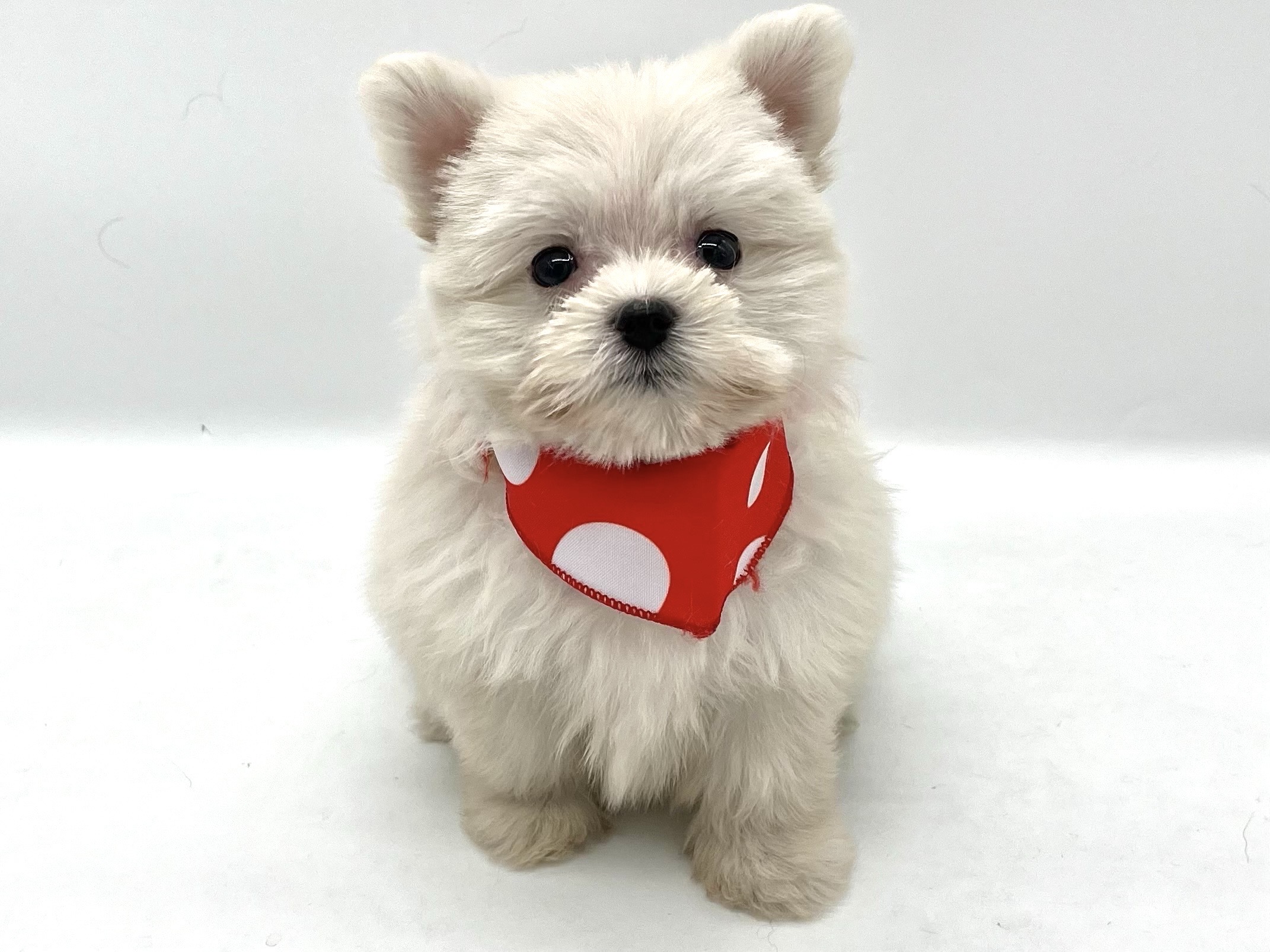 埼玉県のハーフ犬・ミックス犬 (ペッツワンなめがわモール店/2026年2月24日生まれ/女の子/クリーム)の子犬