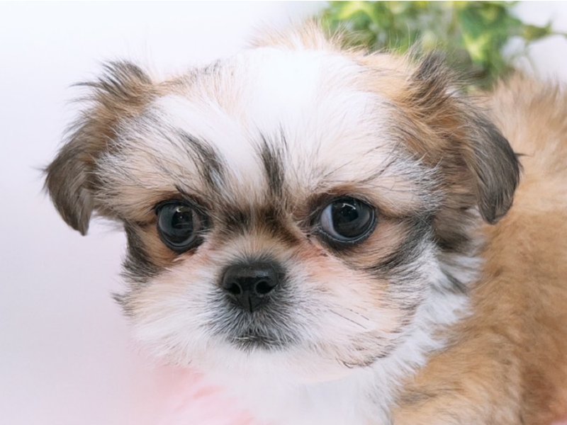 愛知県のハーフ犬・ミックス犬 (ペッツワン小牧店/2026年1月1日生まれ/女の子/その他色)の子犬