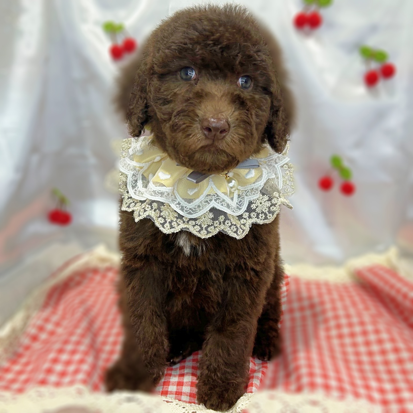 滋賀県のスタンダードプードル (ペッツワン堅田店/2026年2月24日生まれ/男の子/ブラウン)の子犬の2枚目の画像