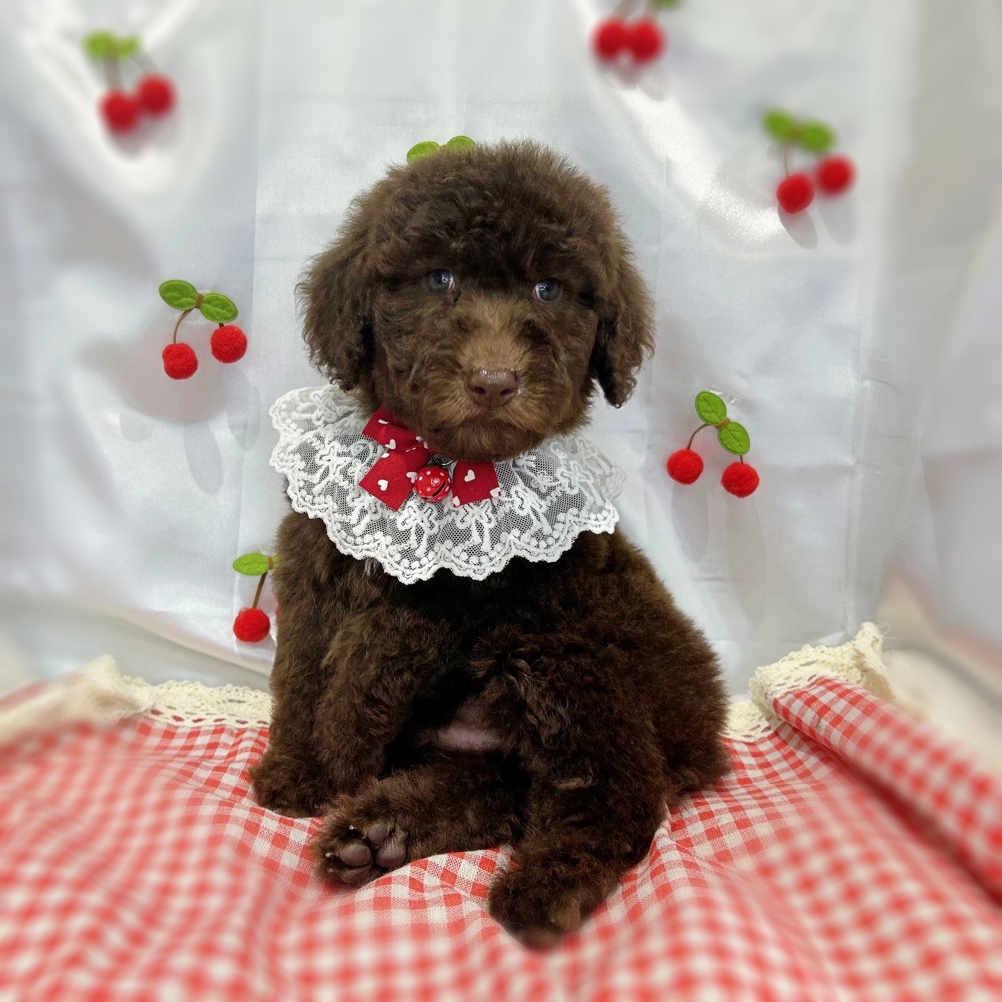 滋賀県のスタンダードプードル (ペッツワン堅田店/2026年2月24日生まれ/男の子/ブラウン)の子犬の3枚目の画像