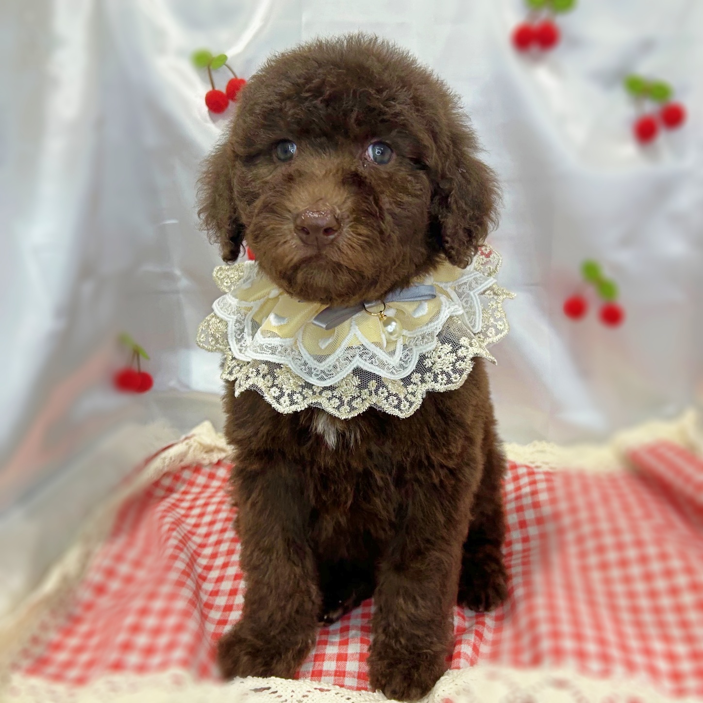 滋賀県のスタンダードプードル (ペッツワン堅田店/2026年2月24日生まれ/男の子/ブラウン)の子犬の1枚目の画像