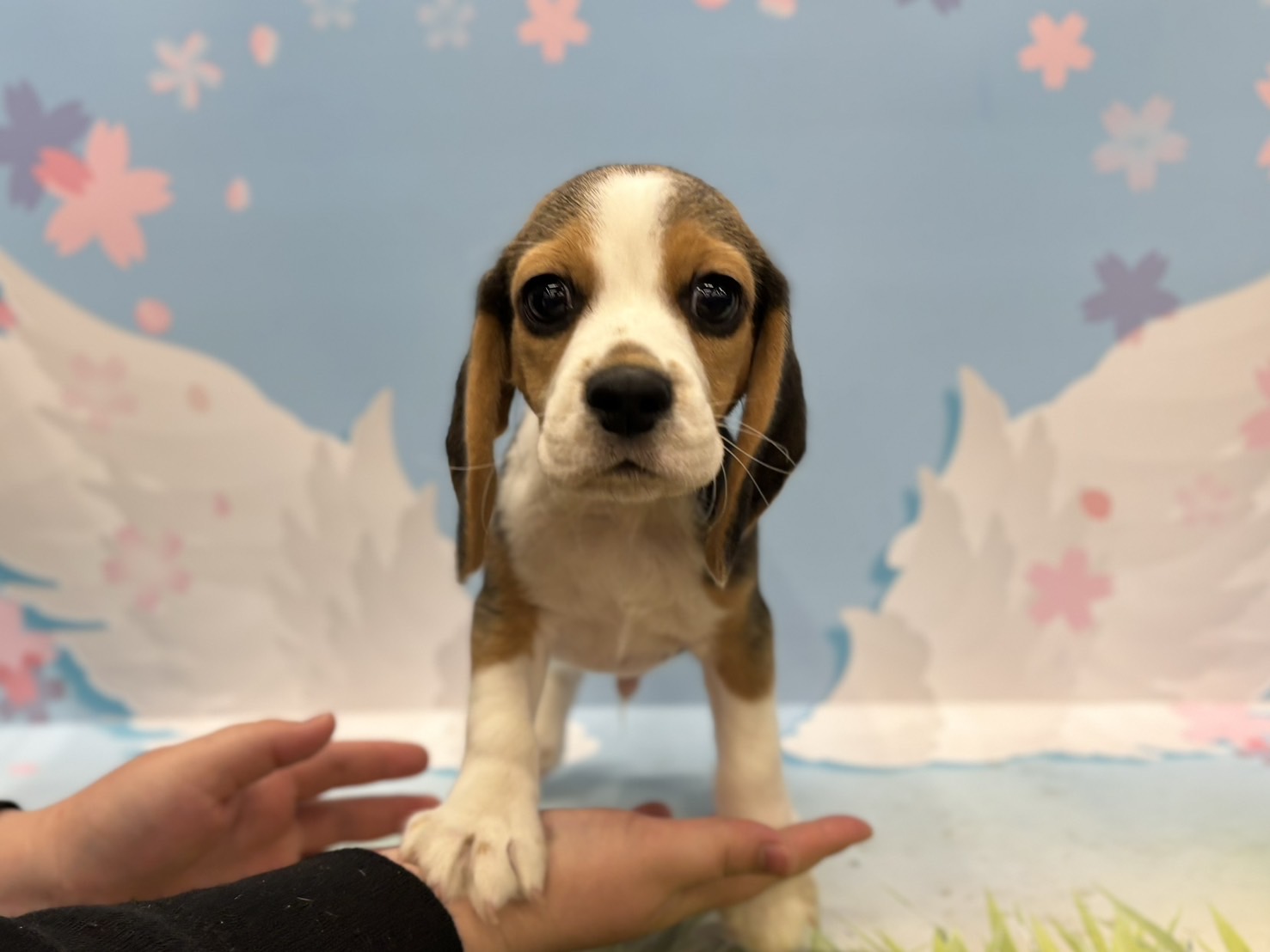 神奈川県のビーグル (ペッツワン秦野店/2026年2月15日生まれ/男の子/ブラックタンホワイト)の子犬の1枚目の画像