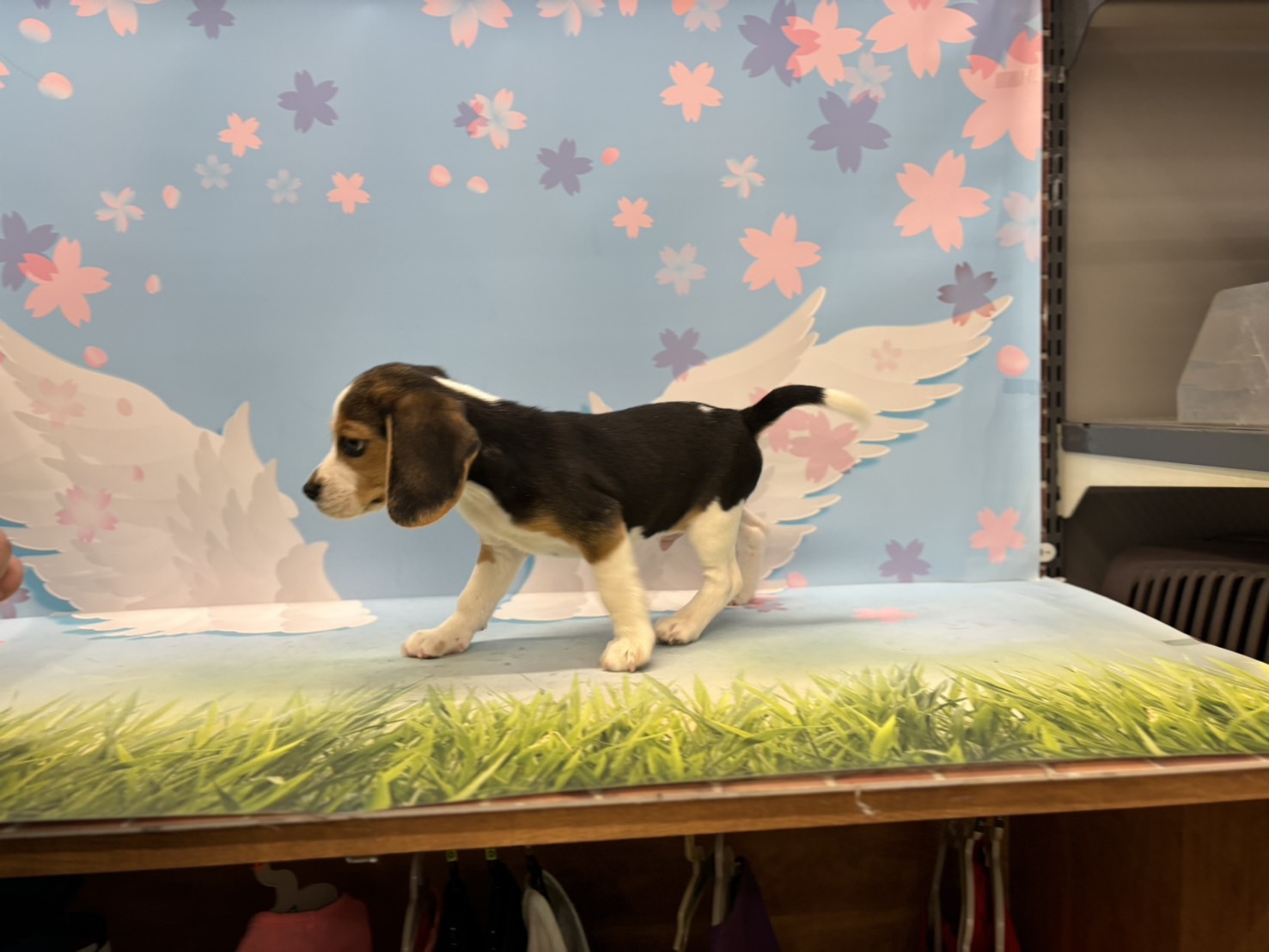 神奈川県のビーグル (ペッツワン秦野店/2026年2月15日生まれ/男の子/ブラックタンホワイト)の子犬の2枚目の画像