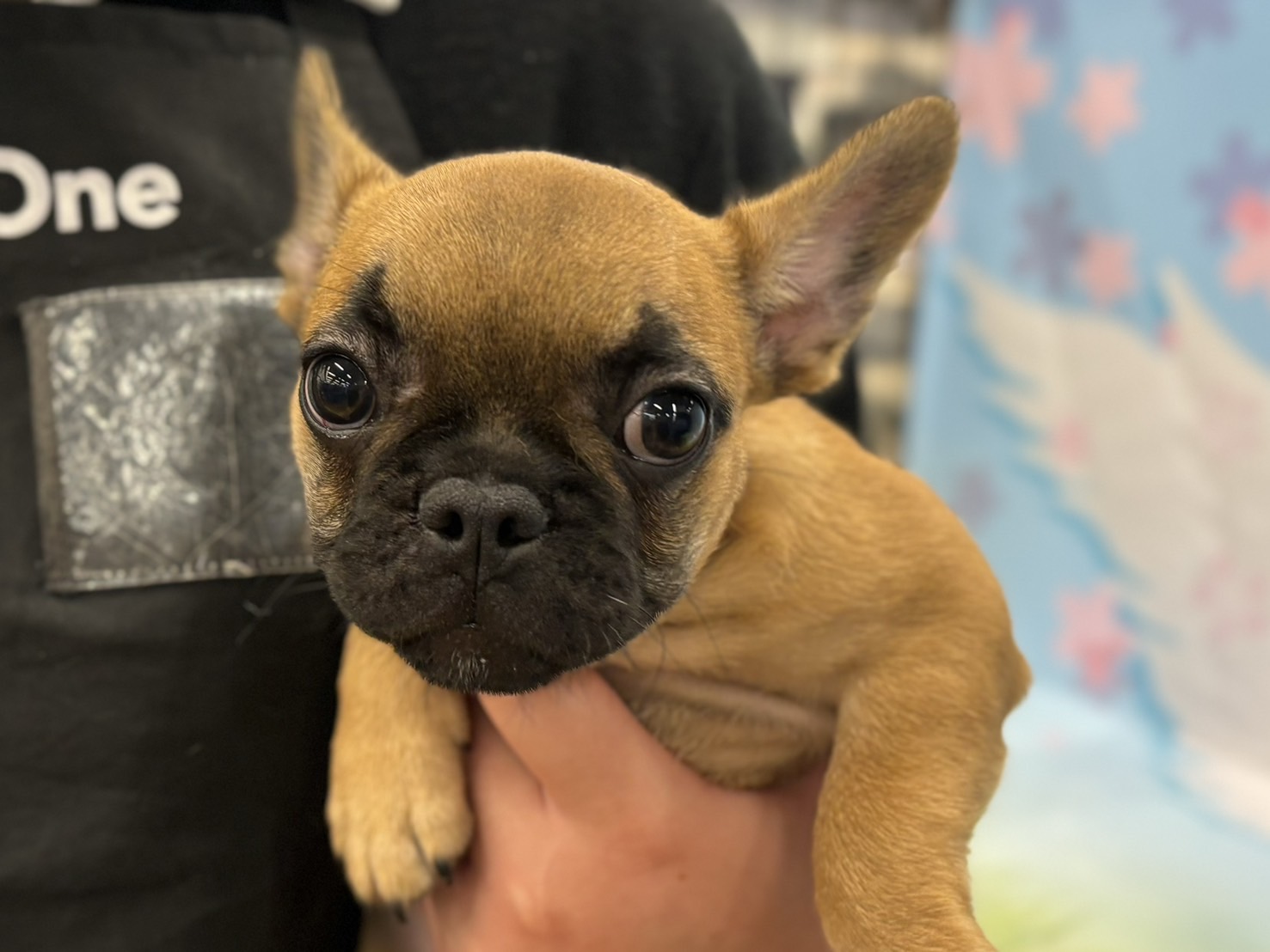 神奈川県のフレンチブルドッグ (ペッツワン秦野店/2026年1月24日生まれ/女の子/フォーン)の子犬の1枚目の画像