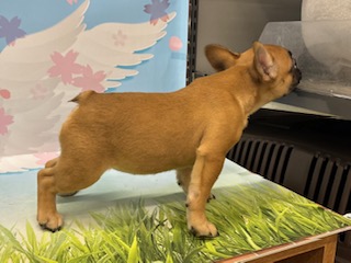 神奈川県のフレンチブルドッグ (ペッツワン秦野店/2026年1月24日生まれ/女の子/フォーン)の子犬の2枚目の画像