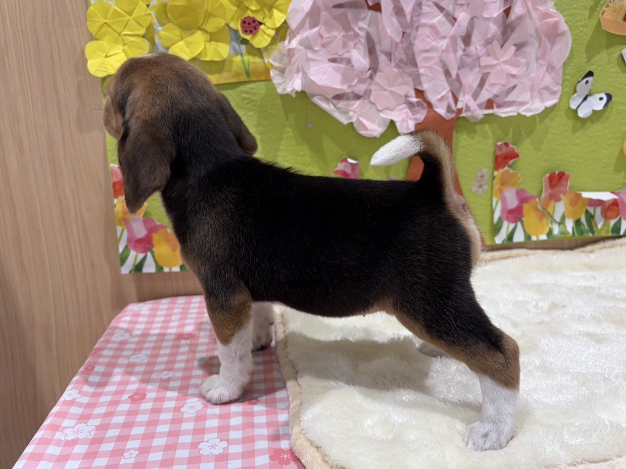 福島県のビーグル (ペッツワン会津若松店/2026年2月14日生まれ/女の子/ブラックホワイトタン)の子犬の2枚目の画像