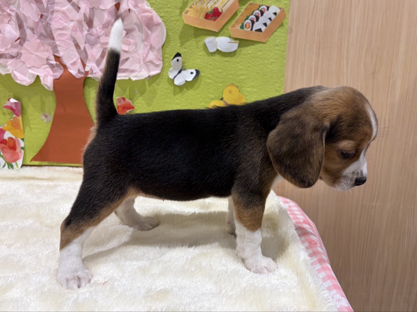 福島県のビーグル (ペッツワン会津若松店/2026年2月14日生まれ/女の子/ブラックホワイトタン)の子犬の3枚目の画像