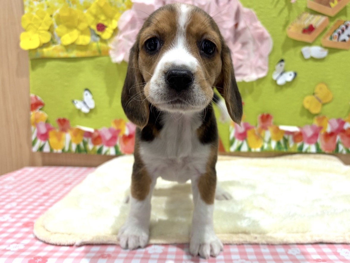 福島県のビーグル (ペッツワン会津若松店/2026年2月14日生まれ/女の子/ブラックホワイトタン)の子犬の1枚目の画像