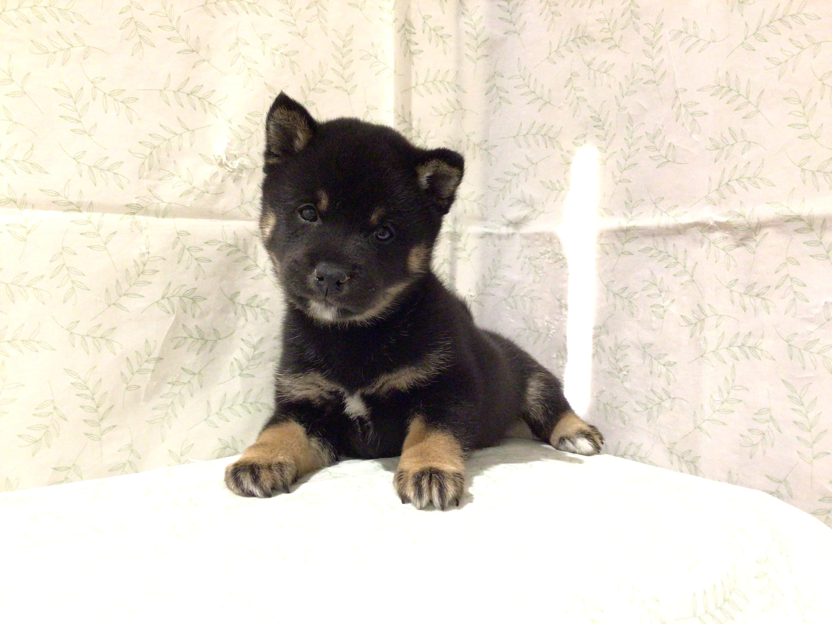 茨城県の豆柴 (ペッツワン高萩店/2026年2月20日生まれ/男の子/黒)の子犬