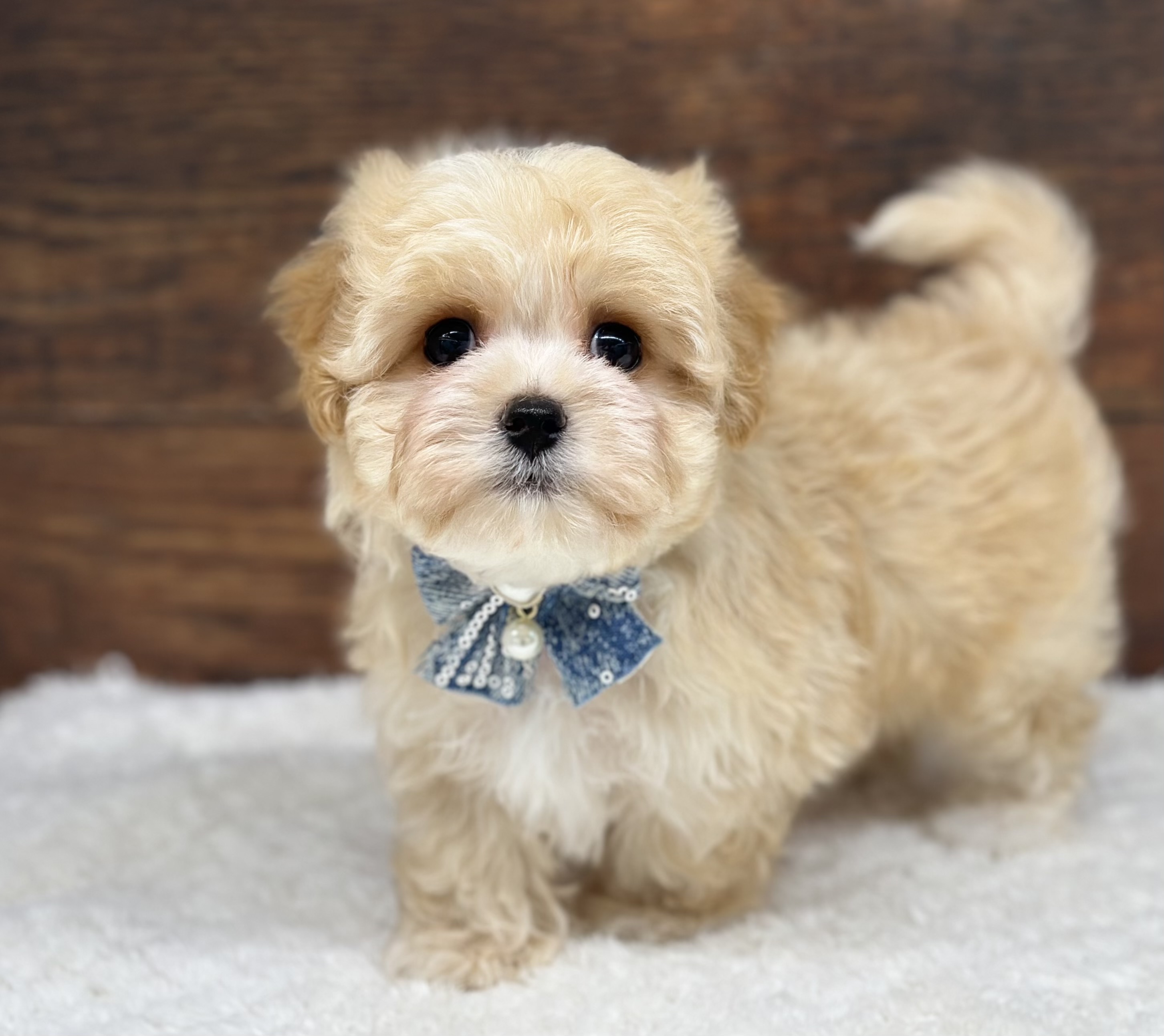 愛知県のハーフ犬・ミックス犬 (ペッツワン名古屋大高インター店/2026年2月27日生まれ/男の子/クリーム)の子犬の3枚目の画像