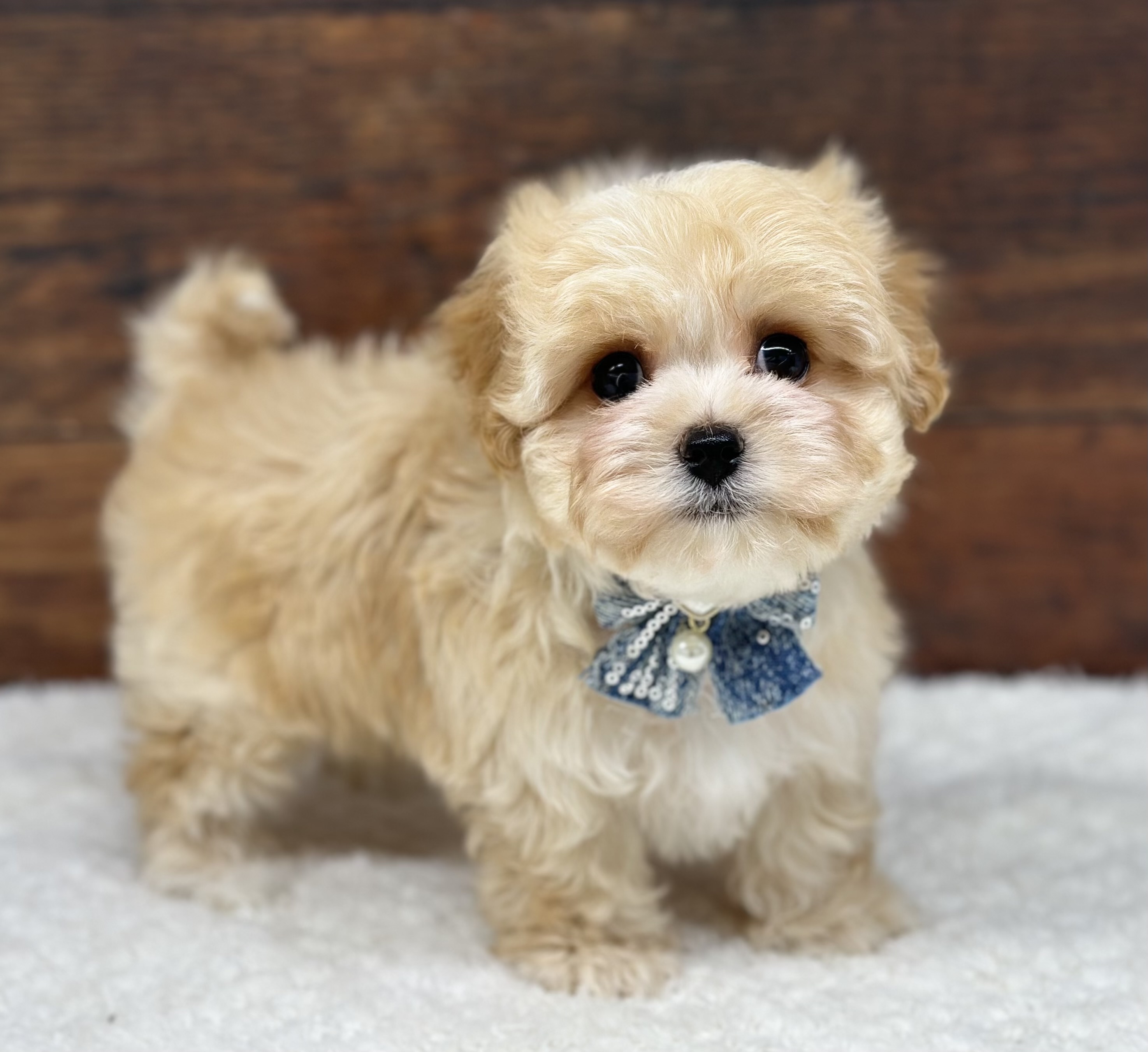 愛知県のハーフ犬・ミックス犬 (ペッツワン名古屋大高インター店/2026年2月27日生まれ/男の子/クリーム)の子犬の1枚目の画像