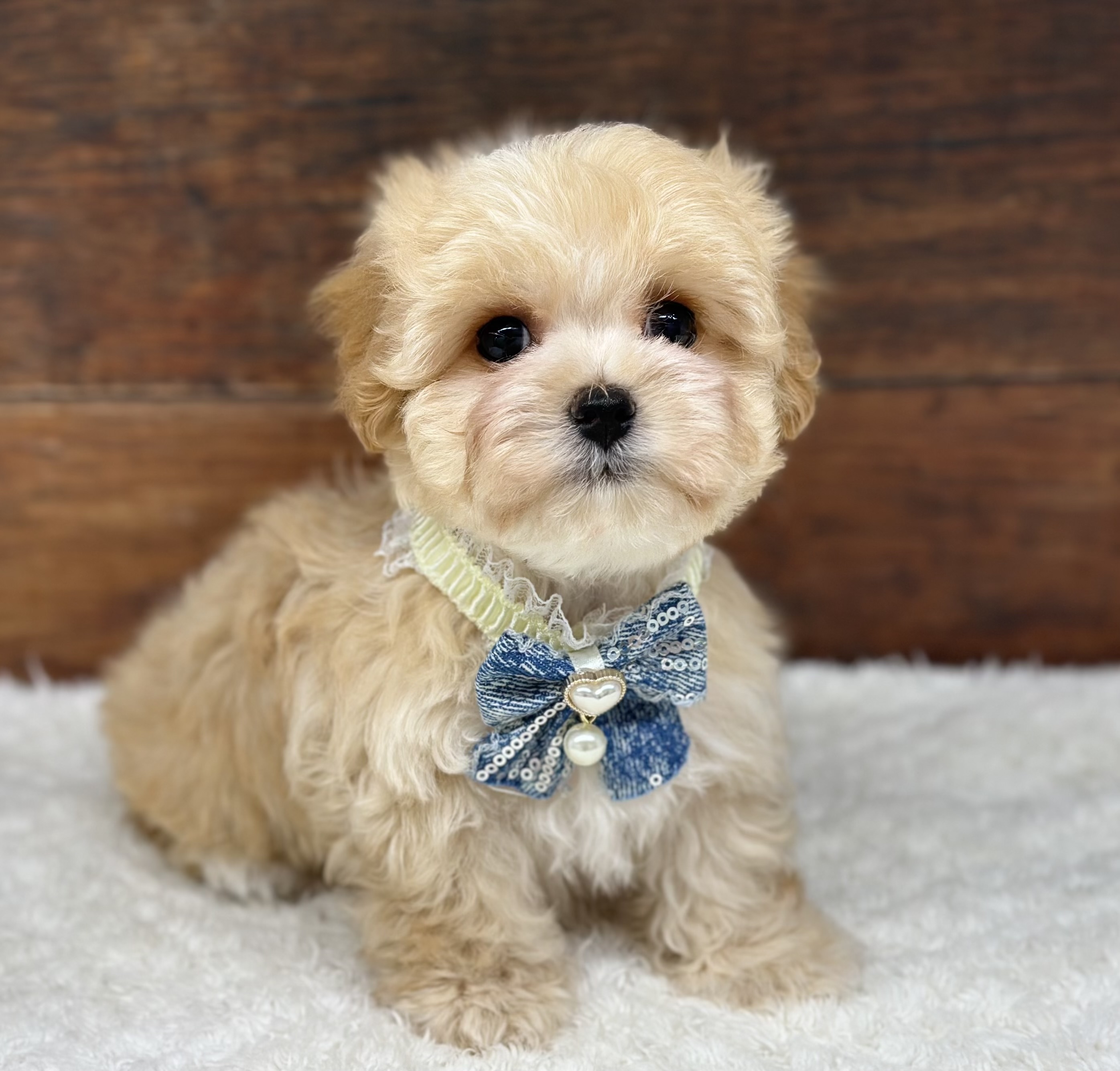 愛知県のハーフ犬・ミックス犬 (ペッツワン名古屋大高インター店/2026年2月27日生まれ/男の子/クリーム)の子犬の2枚目の画像