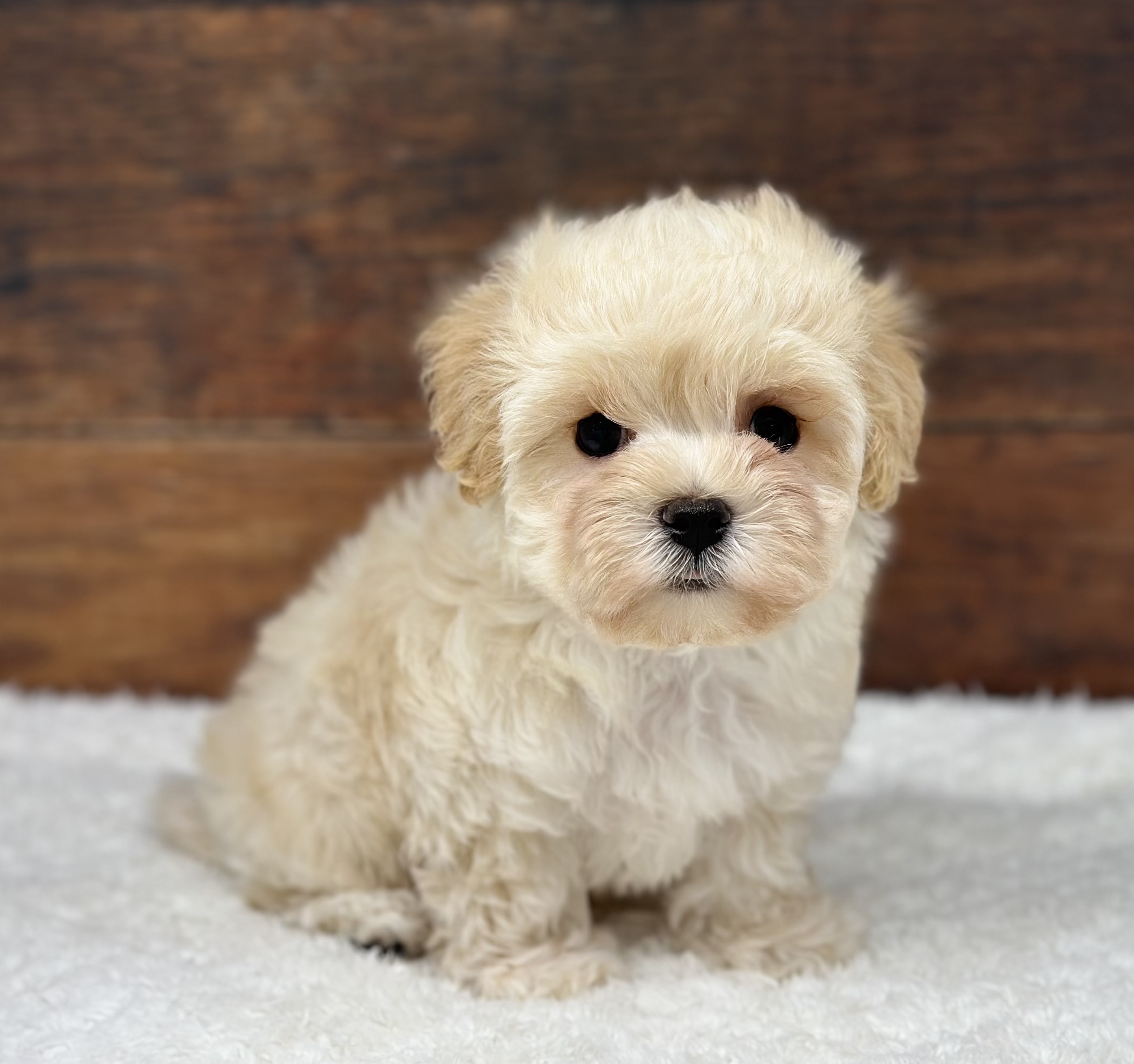 愛知県のハーフ犬・ミックス犬 (ペッツワン名古屋大高インター店/2026年2月27日生まれ/男の子/クリーム)の子犬の3枚目の画像