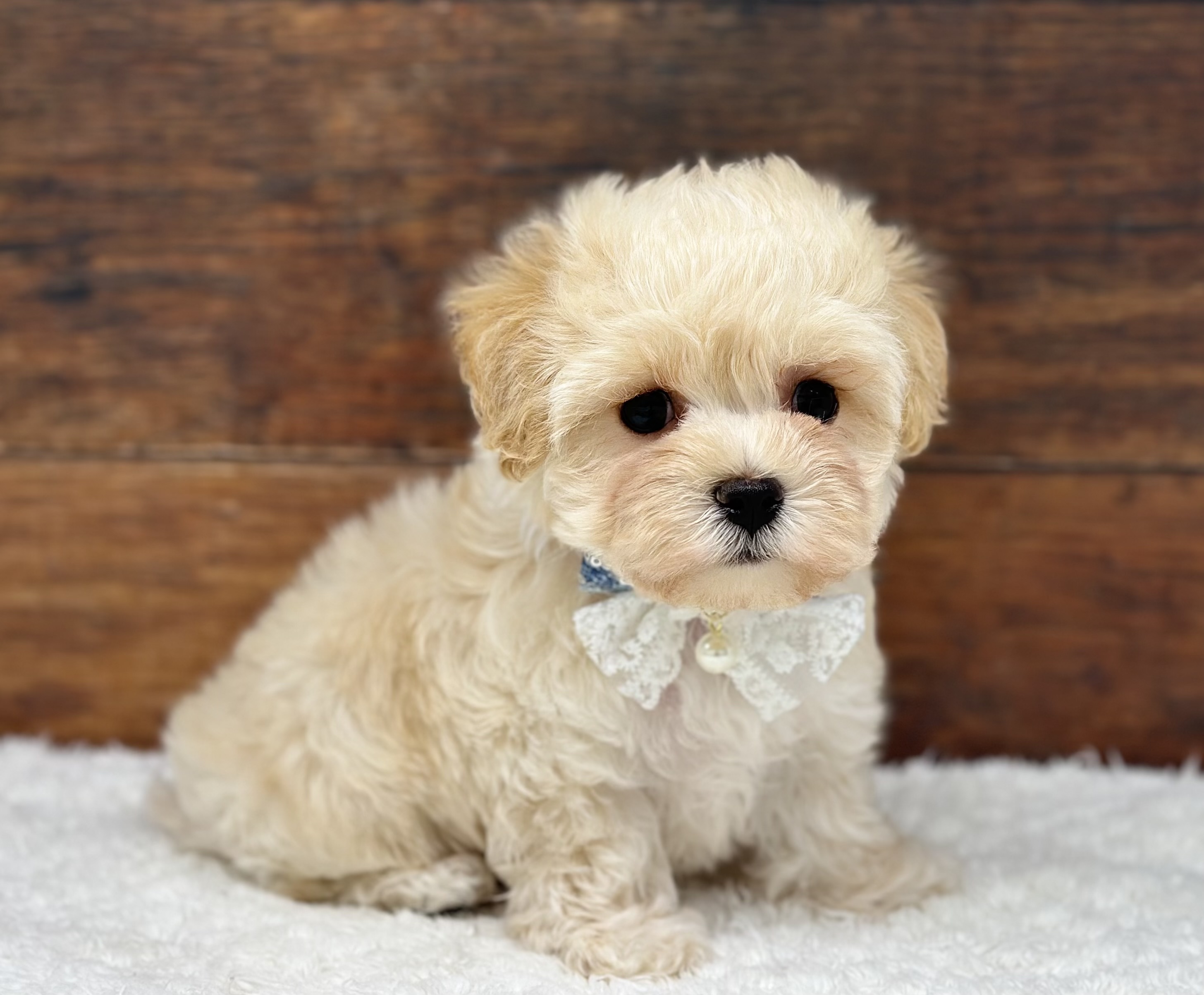 愛知県のハーフ犬・ミックス犬 (ペッツワン名古屋大高インター店/2026年2月27日生まれ/男の子/クリーム)の子犬の1枚目の画像