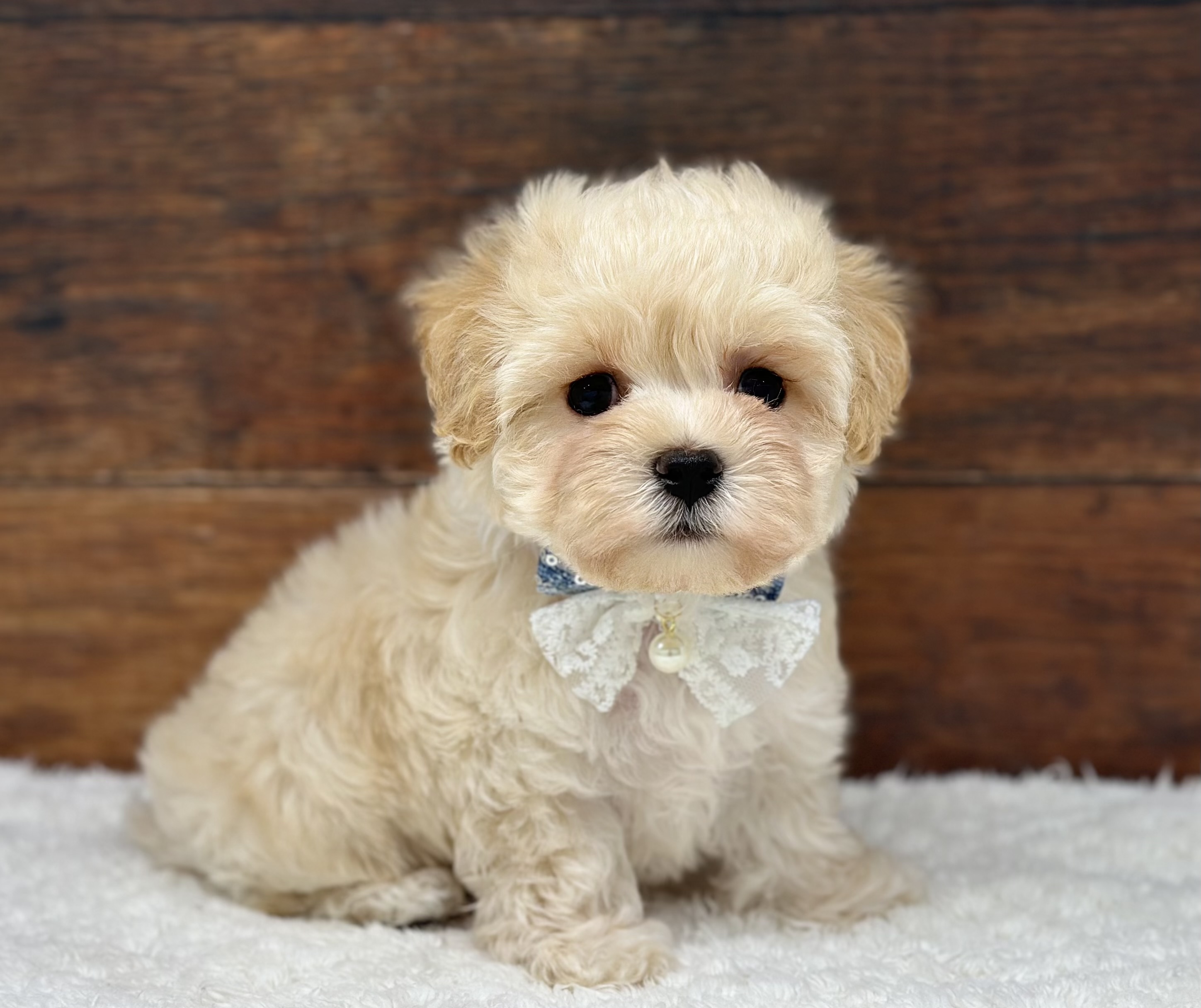 愛知県のハーフ犬・ミックス犬 (ペッツワン名古屋大高インター店/2026年2月27日生まれ/男の子/クリーム)の子犬の2枚目の画像