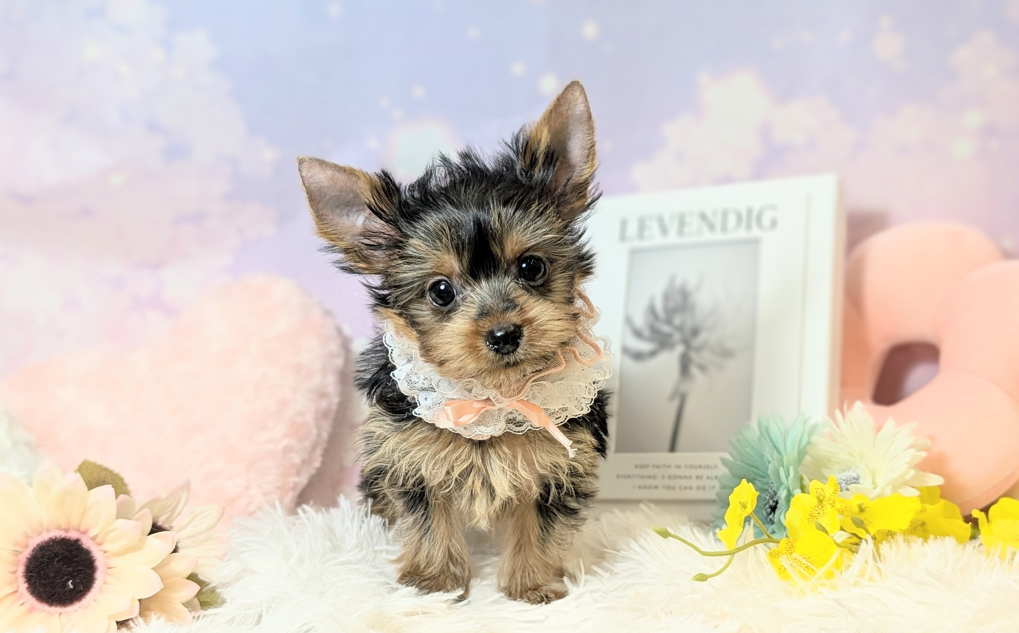 兵庫県のヨークシャーテリア (ペッツワン神戸西神南店/2026年2月17日生まれ/女の子/スチールブルータン)の子犬