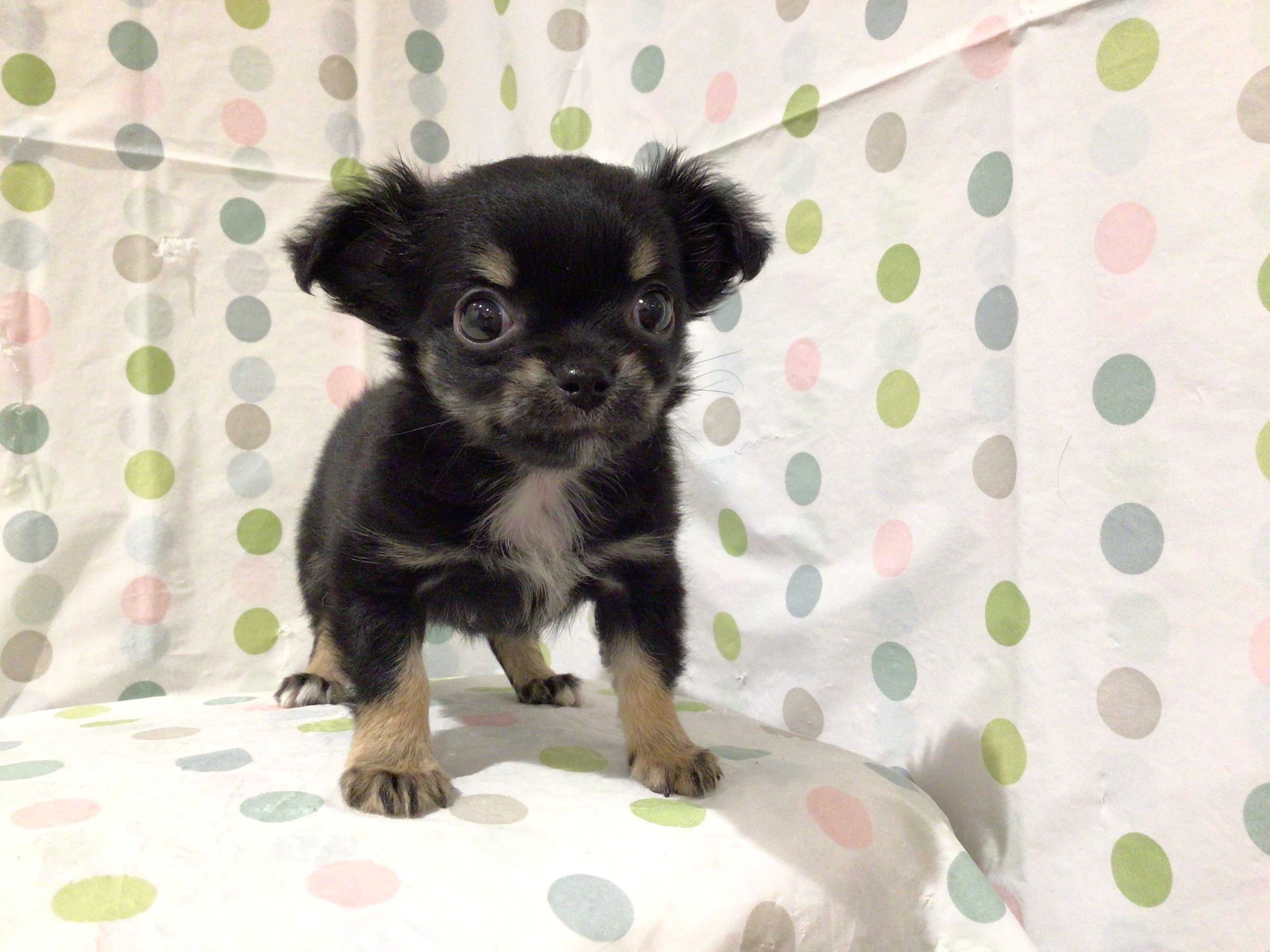 茨城県のチワワ(ロング) (ペッツワン高萩店/2026年1月25日生まれ/女の子/ブラックタン)の子犬