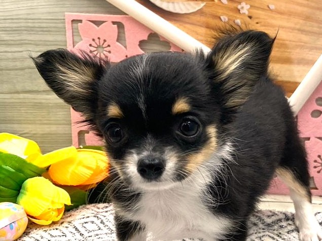 京都府のチワワ(ロング) (ペッツワン木津川店/2026年2月5日生まれ/女の子/ブラックタンホワイト)の子犬