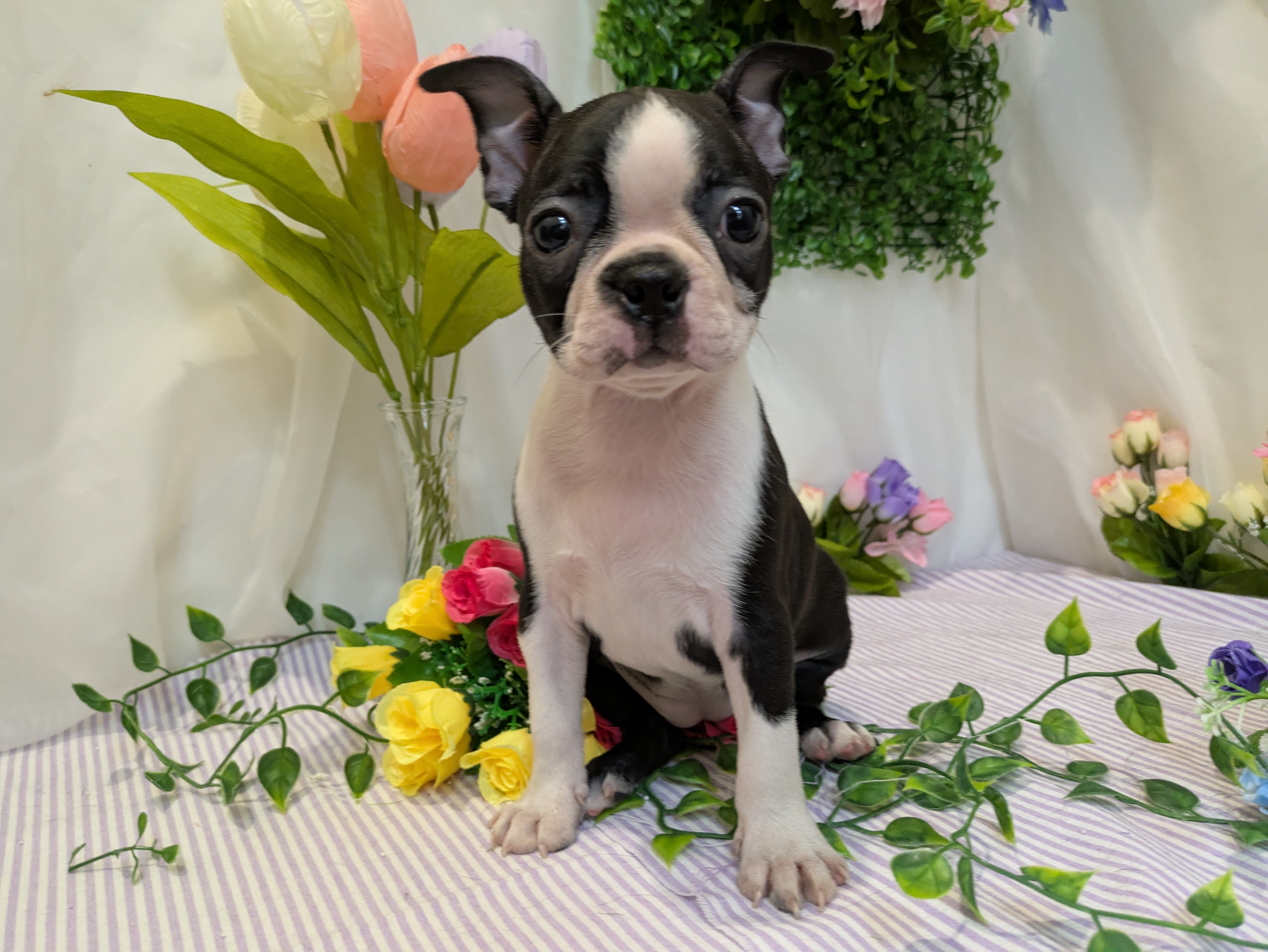 岐阜県のボストンテリア (ペッツワン関店/2026年2月28日生まれ/女の子/ボストンカラー)の子犬