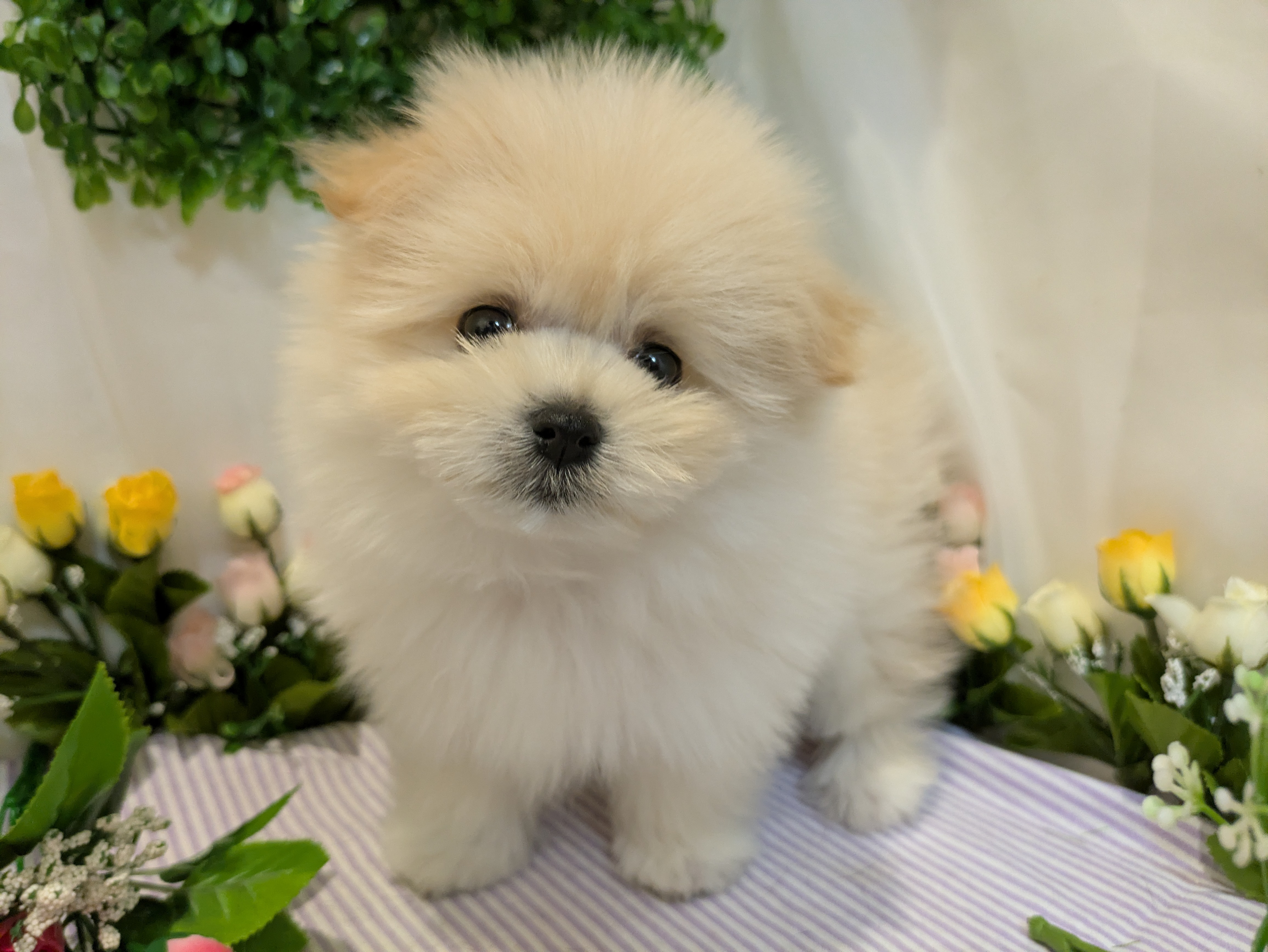 岐阜県のハーフ犬・ミックス犬 (ペッツワン関店/2026年3月1日生まれ/女の子/クリーム)の子犬