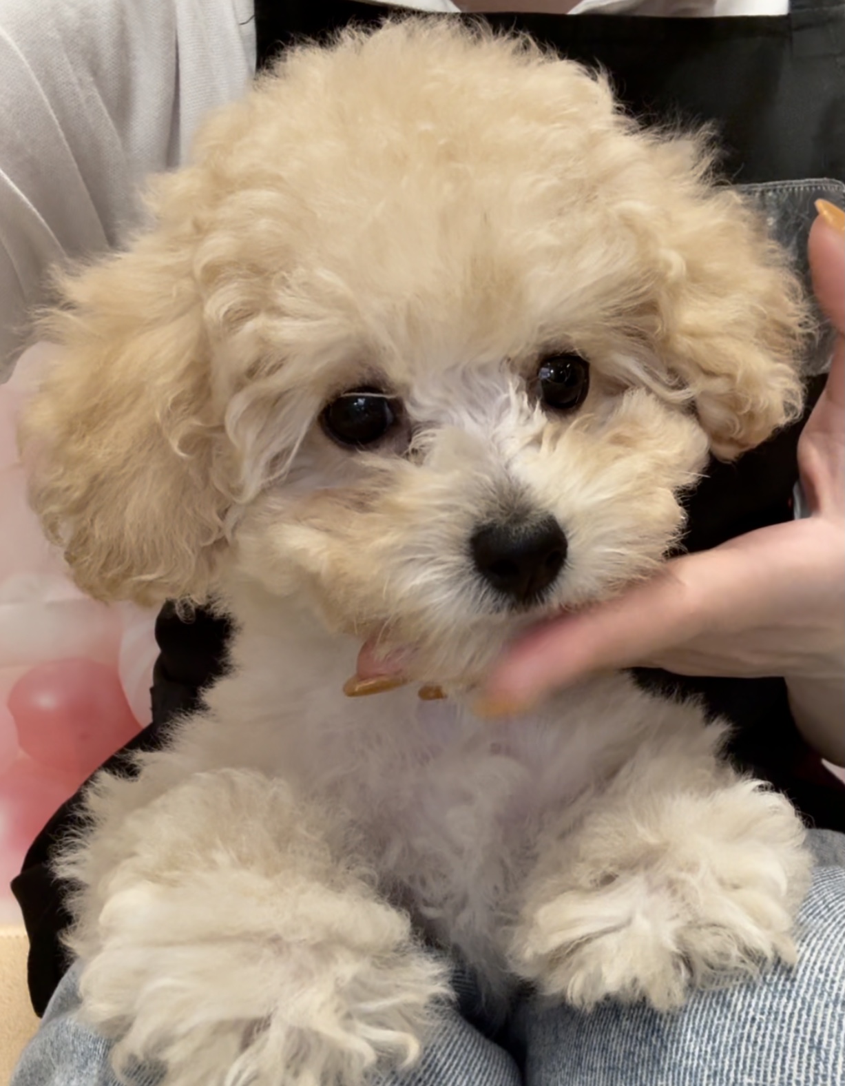 岡山県のトイプードル(トイ) (ペッツワンFC津山店/2026年1月18日生まれ/女の子/ペールフォーン)の子犬の2枚目の画像