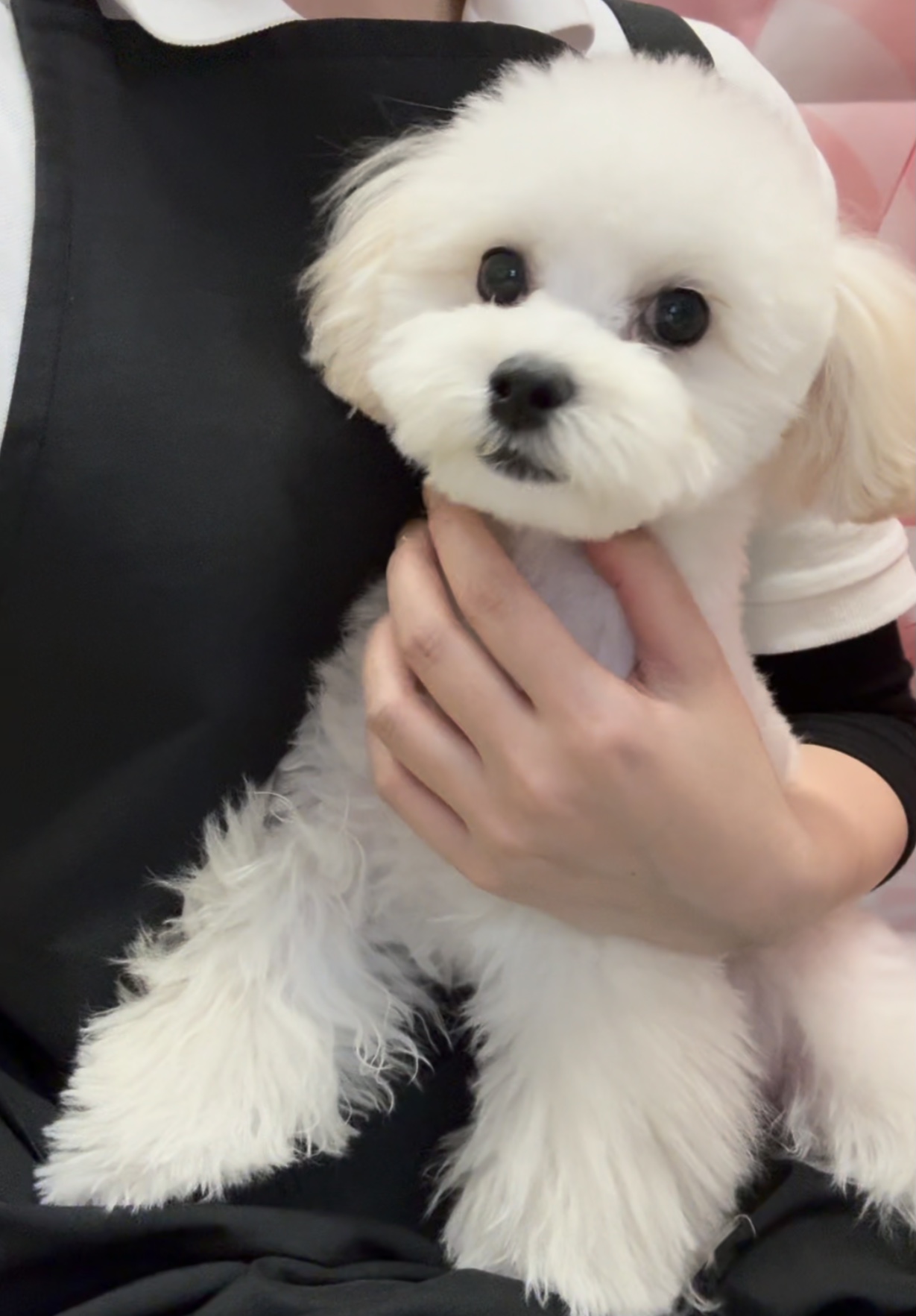 岡山県のハーフ犬・ミックス犬 (ペッツワンFC津山店/2025年11月12日生まれ/男の子/クリーム)の子犬の2枚目の画像