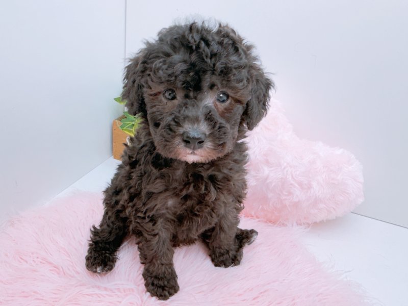 愛知県のトイプードル(トイ) (ペッツワン小牧店/2026年3月1日生まれ/男の子/シルバー)の子犬