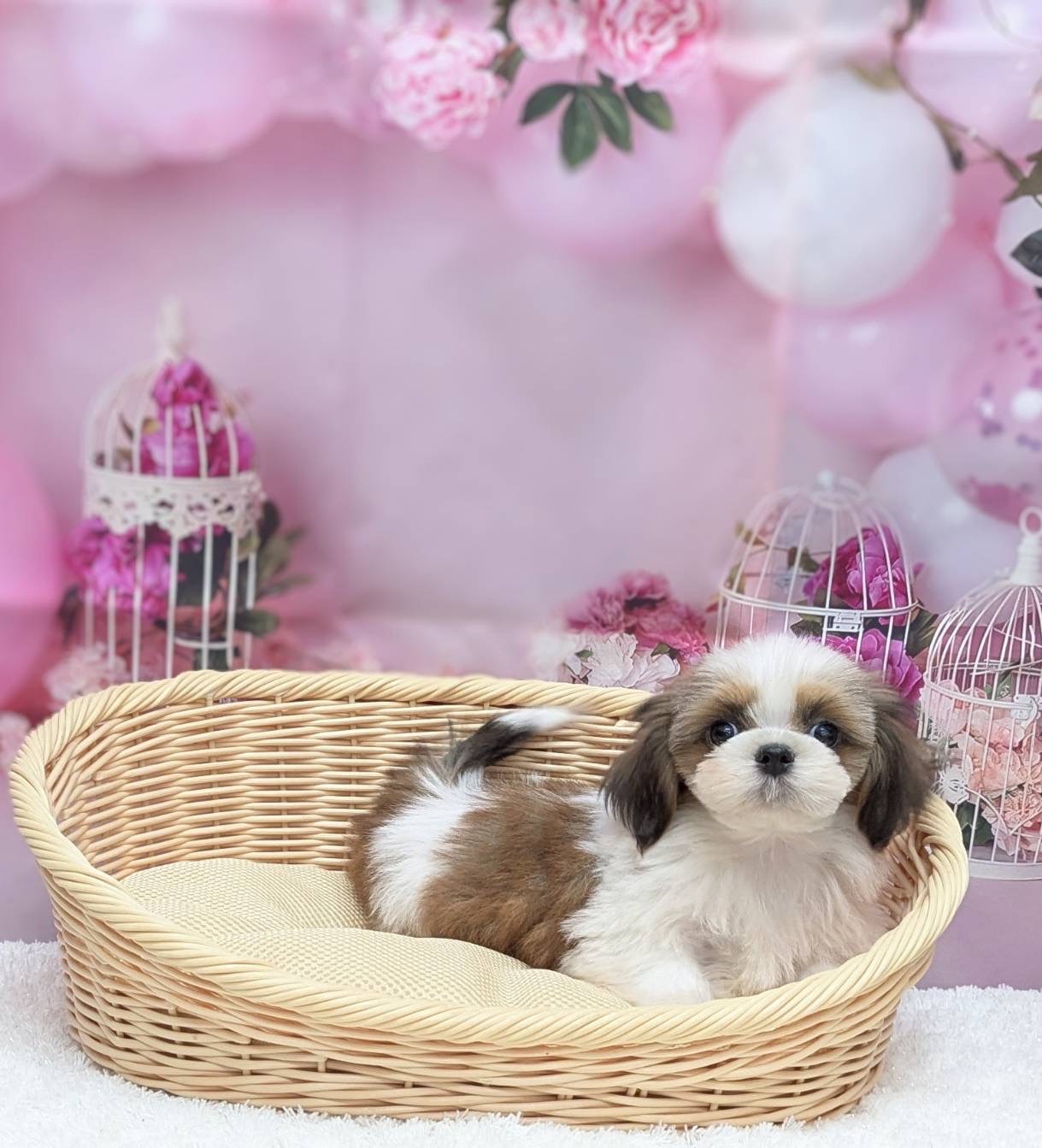 岡山県のシーズー (ペッツワンFC津山店/2026年1月8日生まれ/男の子/ホワイトゴールド)の子犬