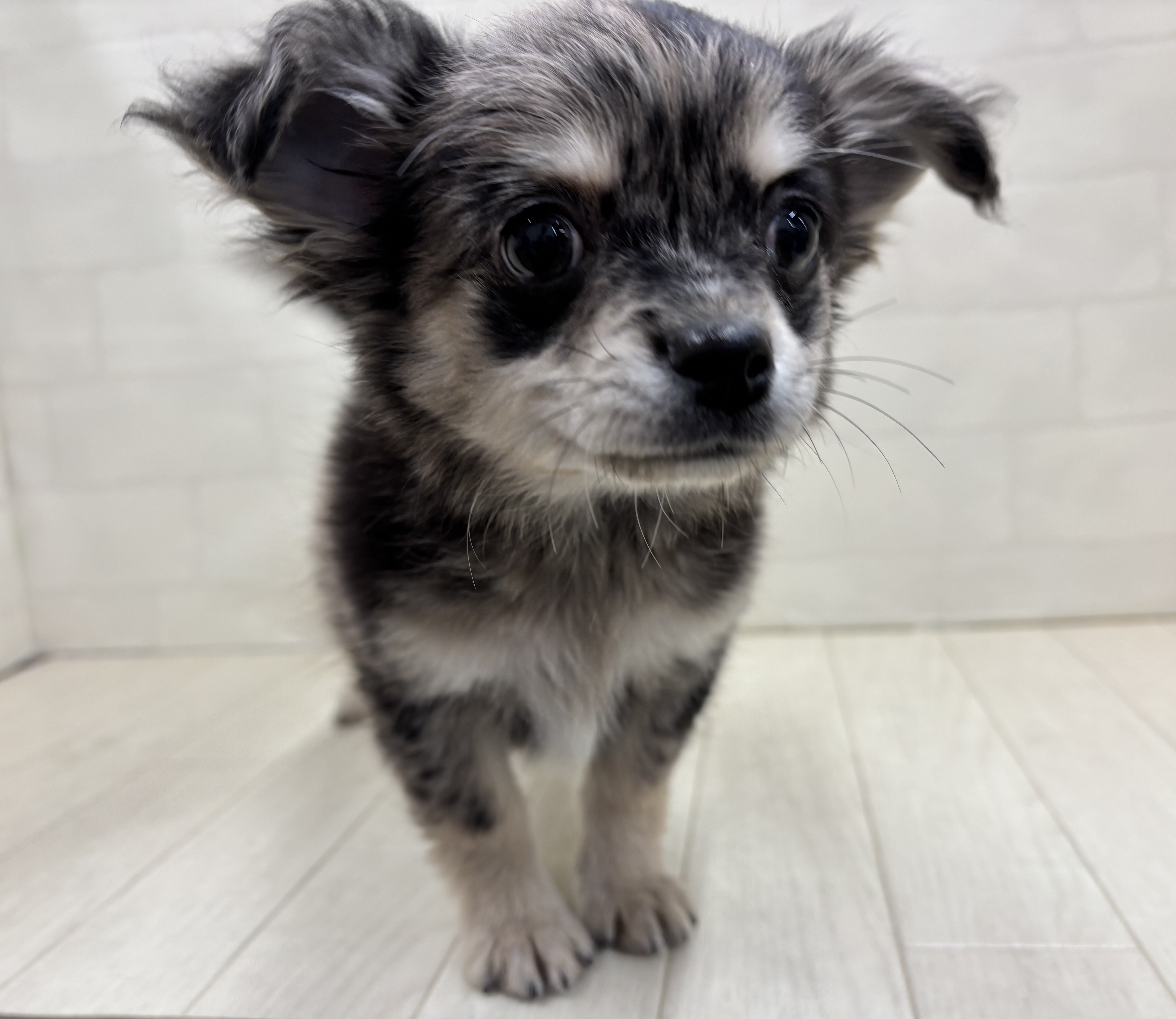 埼玉県のチワワ(ロング) (ペッツワン大利根店/2026年1月11日生まれ/男の子/ブルーマール)の子犬の1枚目の画像