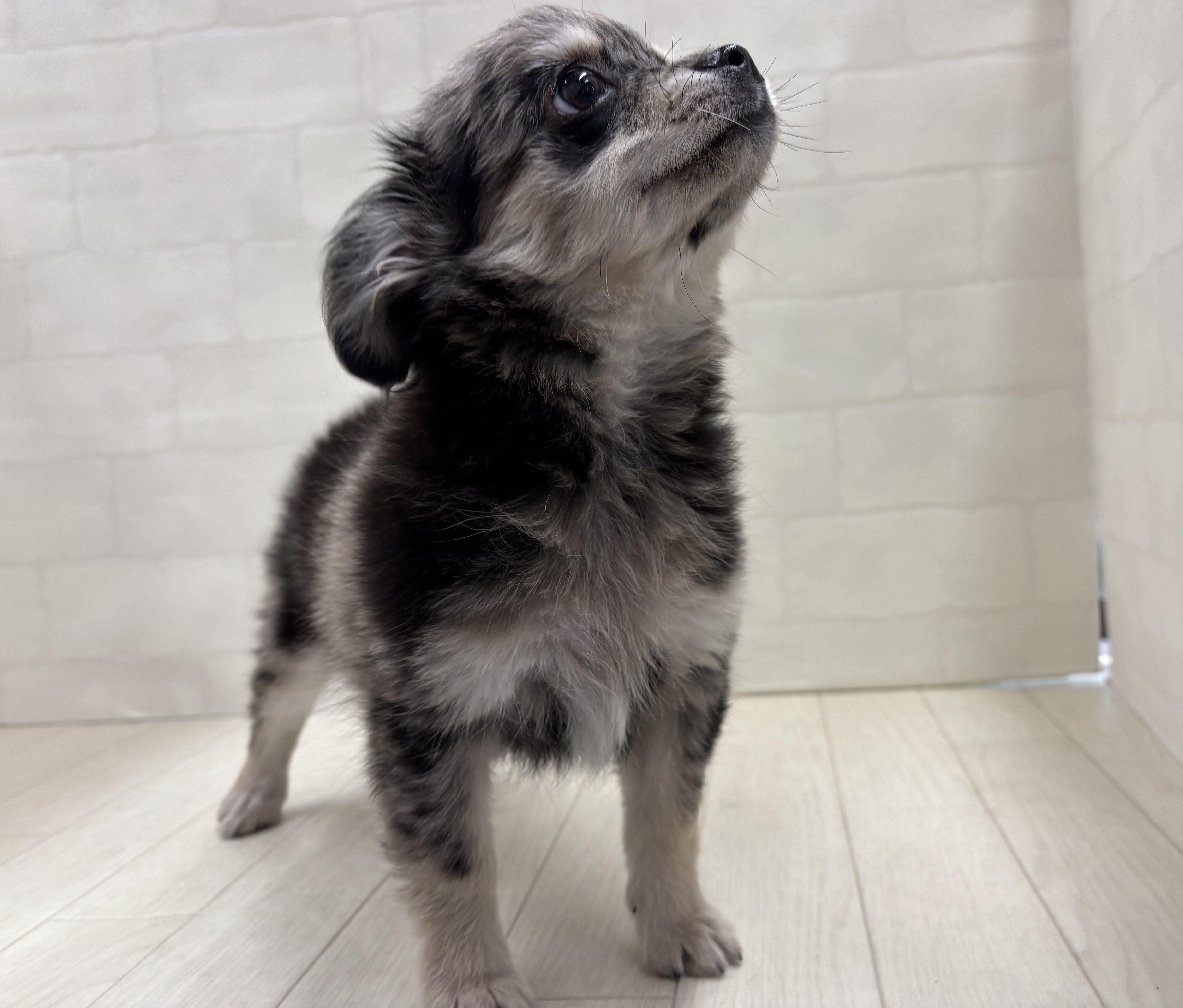 埼玉県のチワワ(ロング) (ペッツワン大利根店/2026年1月11日生まれ/男の子/ブルーマール)の子犬の2枚目の画像