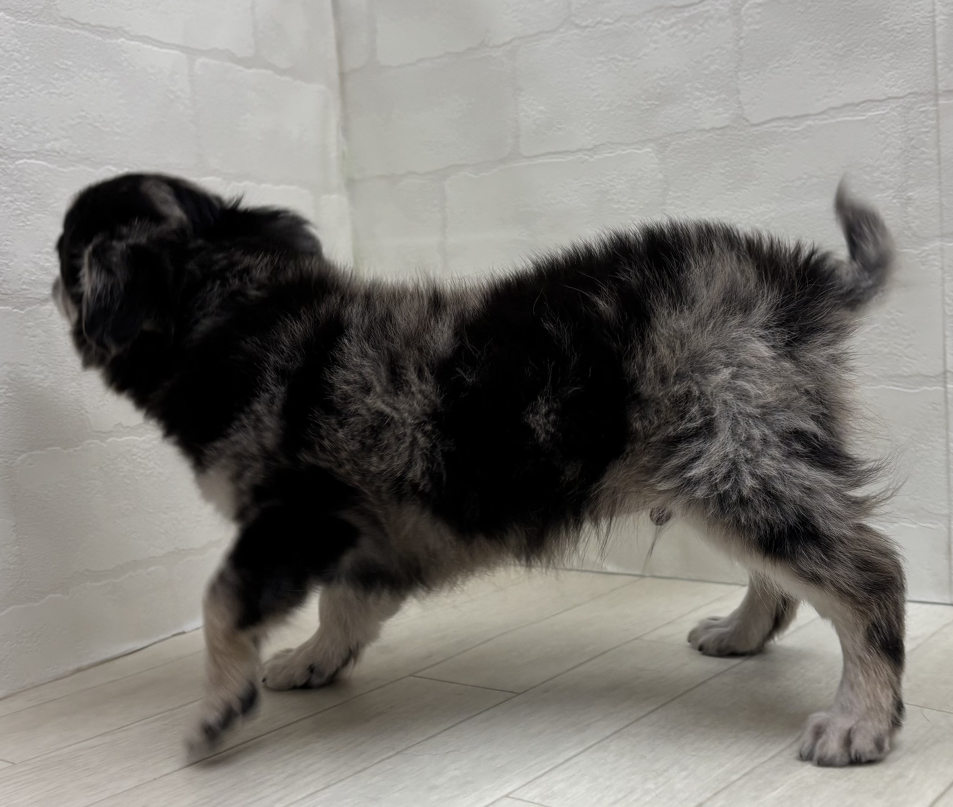 埼玉県のチワワ(ロング) (ペッツワン大利根店/2026年1月11日生まれ/男の子/ブルーマール)の子犬の3枚目の画像