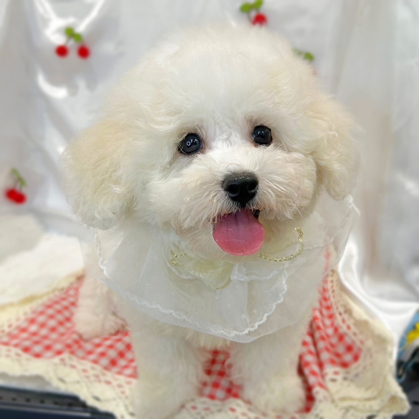 滋賀県のビションフリーゼ (ペッツワン堅田店/2026年2月5日生まれ/男の子/ホワイト)の子犬の2枚目の画像