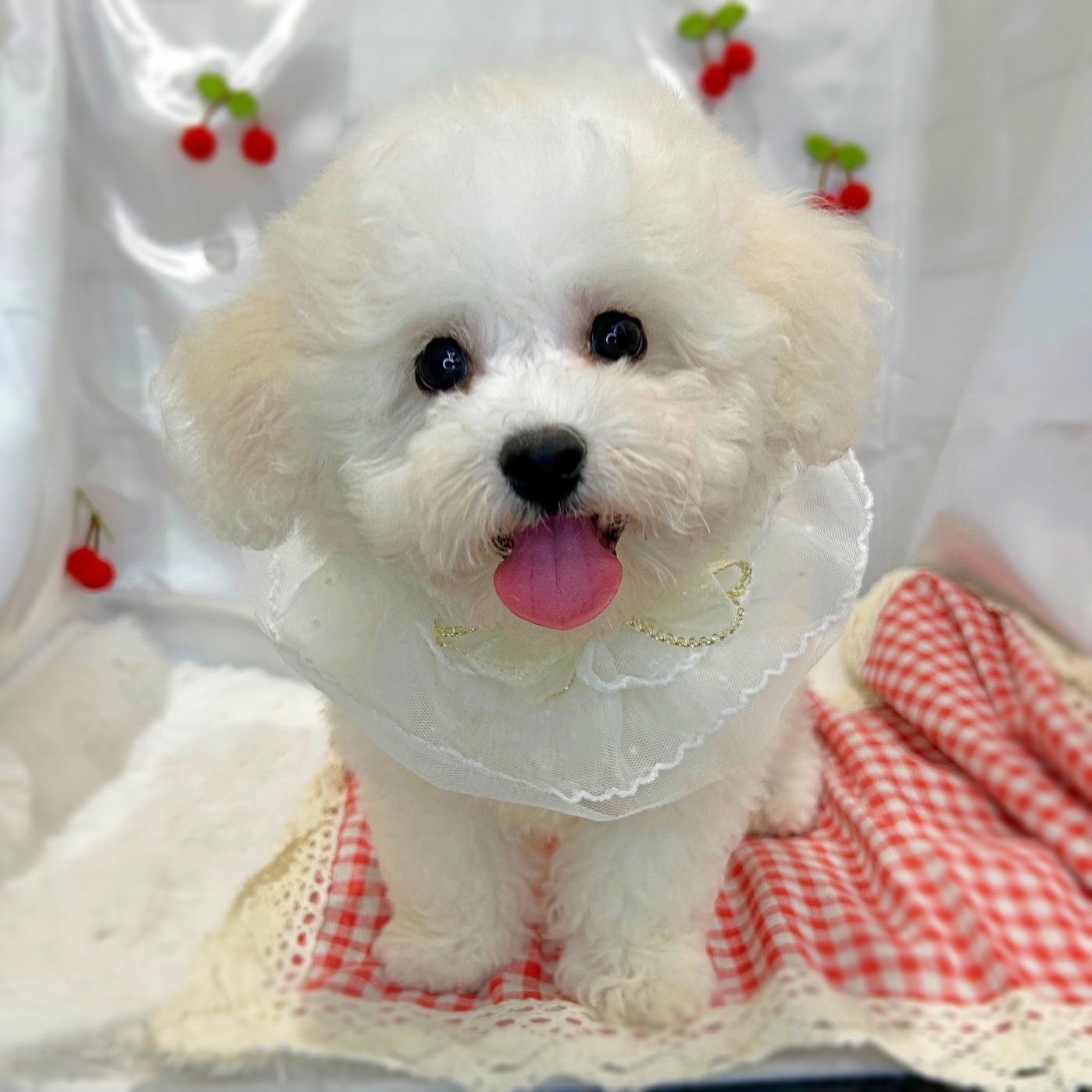 滋賀県のビションフリーゼ (ペッツワン堅田店/2026年2月5日生まれ/男の子/ホワイト)の子犬の1枚目の画像