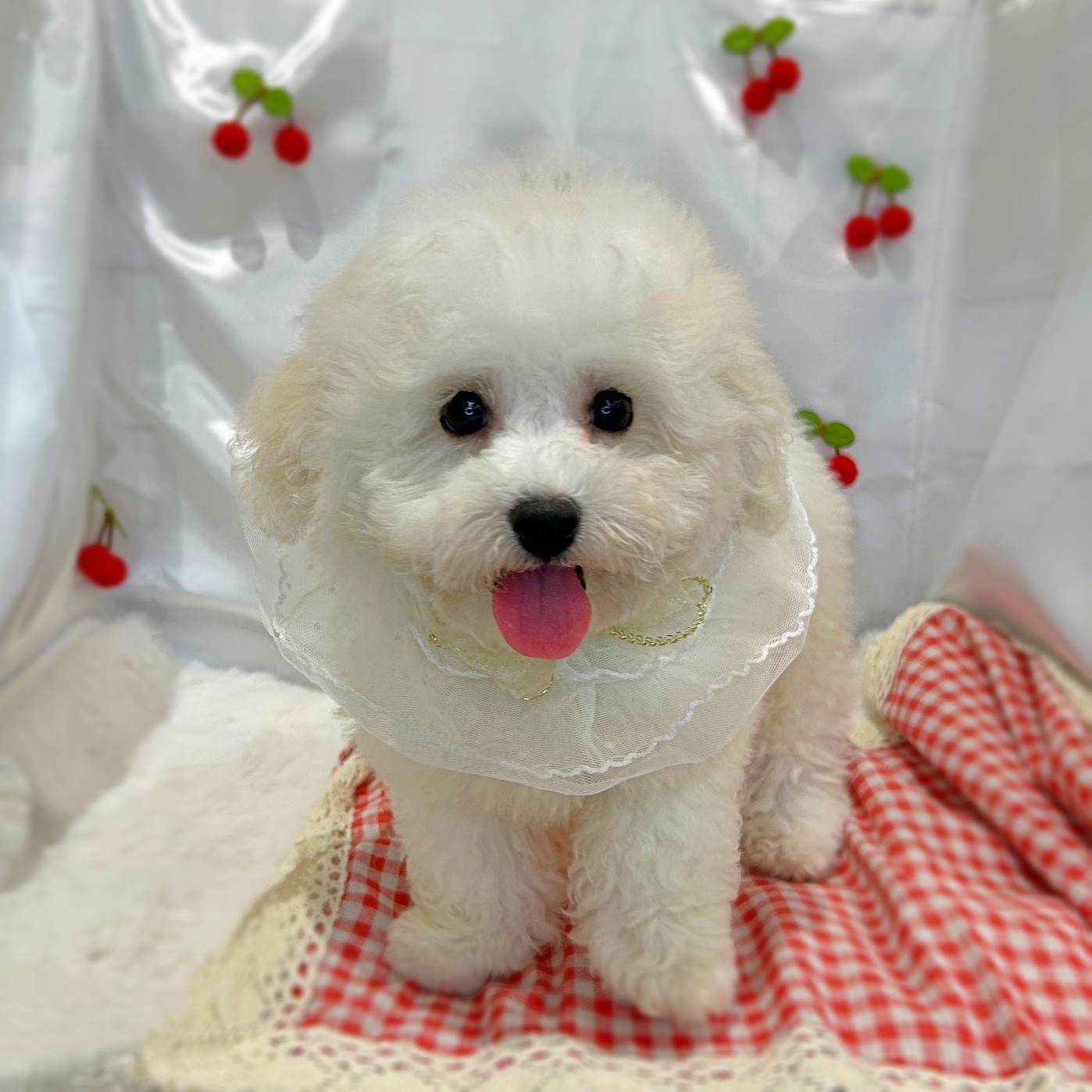 滋賀県のビションフリーゼ (ペッツワン堅田店/2026年2月5日生まれ/男の子/ホワイト)の子犬の3枚目の画像